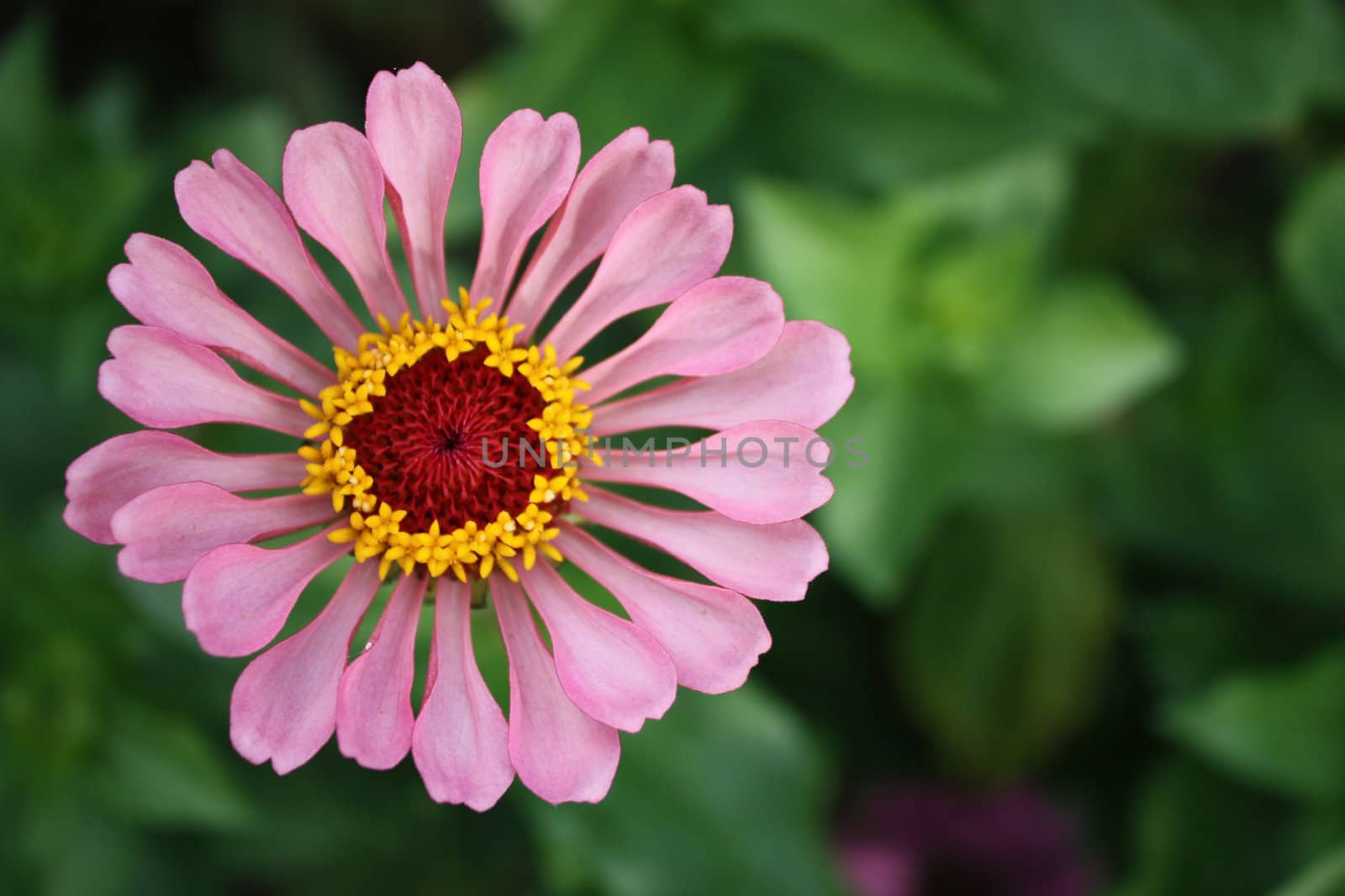 Colorful zinnia flower isolated against the softly muted shades of the other flowers in the garden