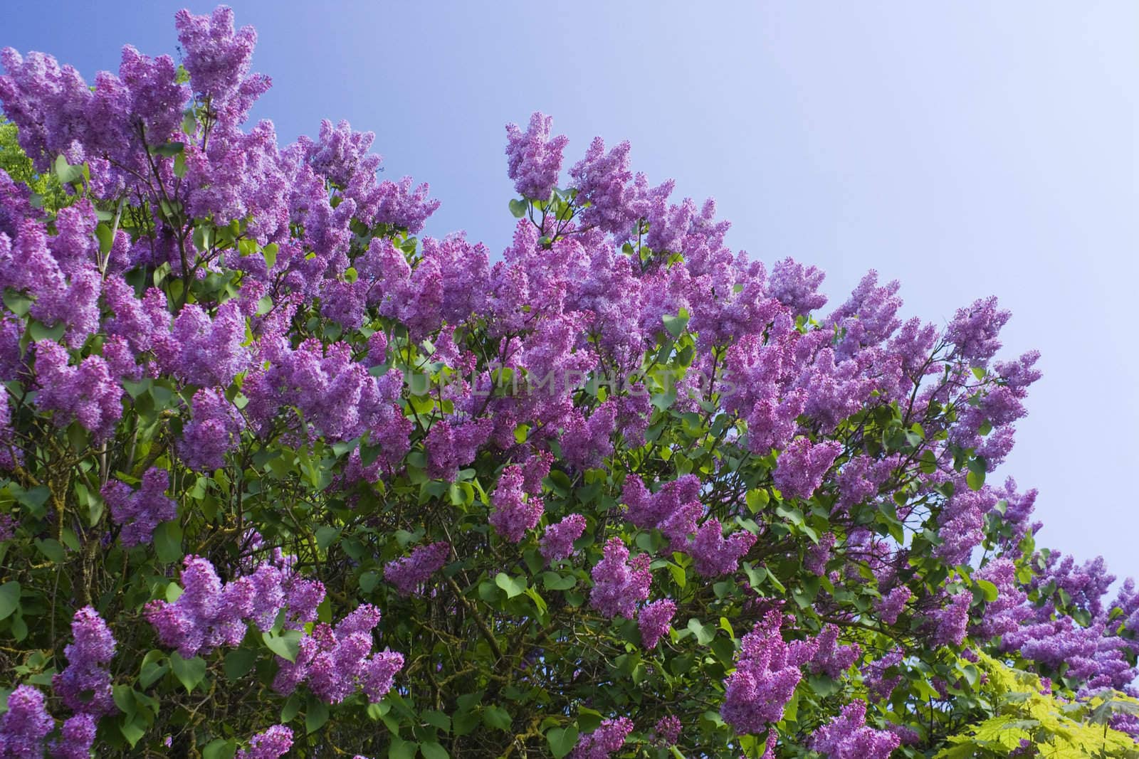 lilac on a background of blue skies