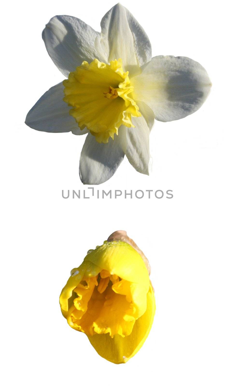 Daffodil Flower heads Isolated on a white background petal colours white and yellow