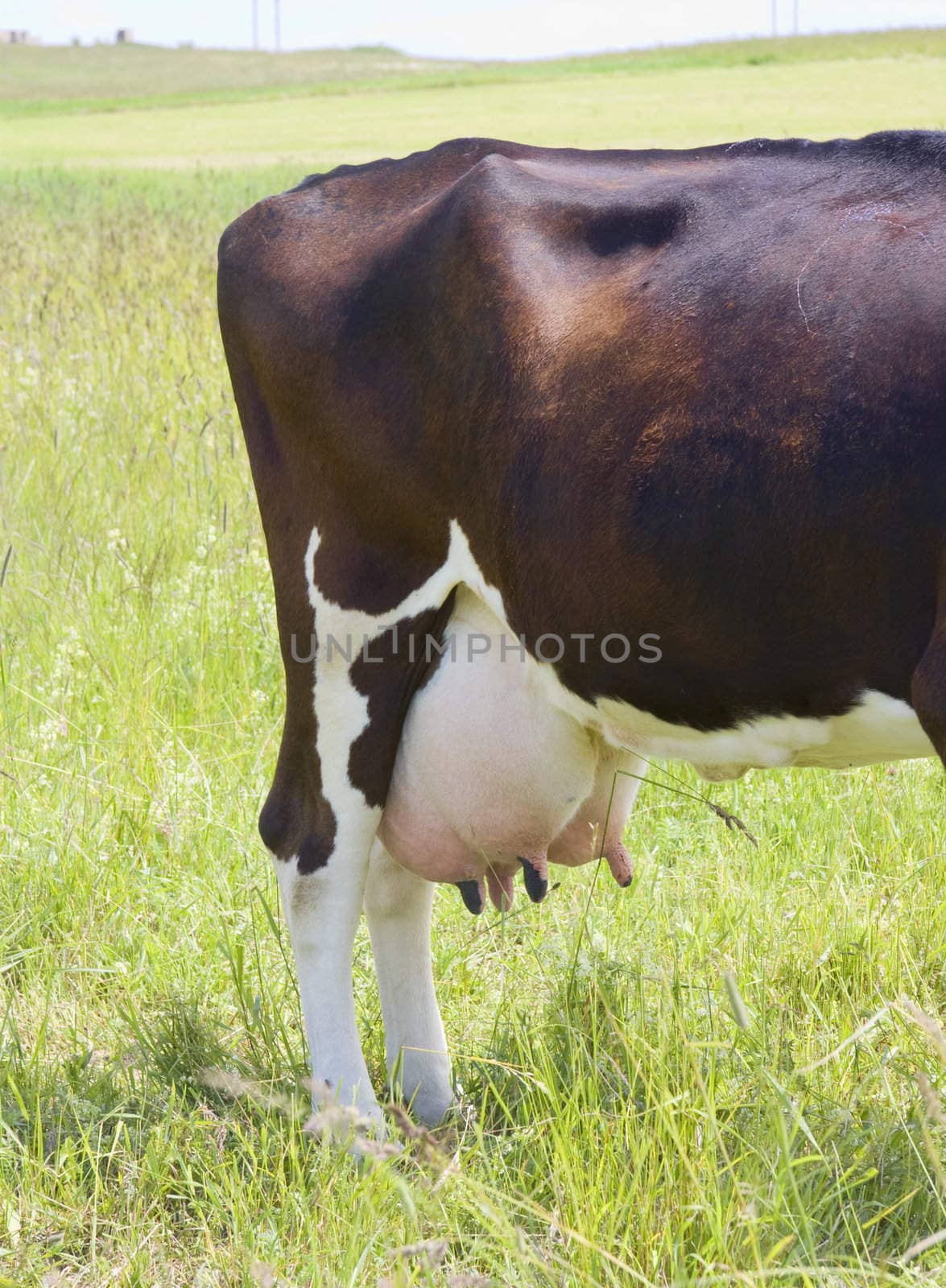 cow udder