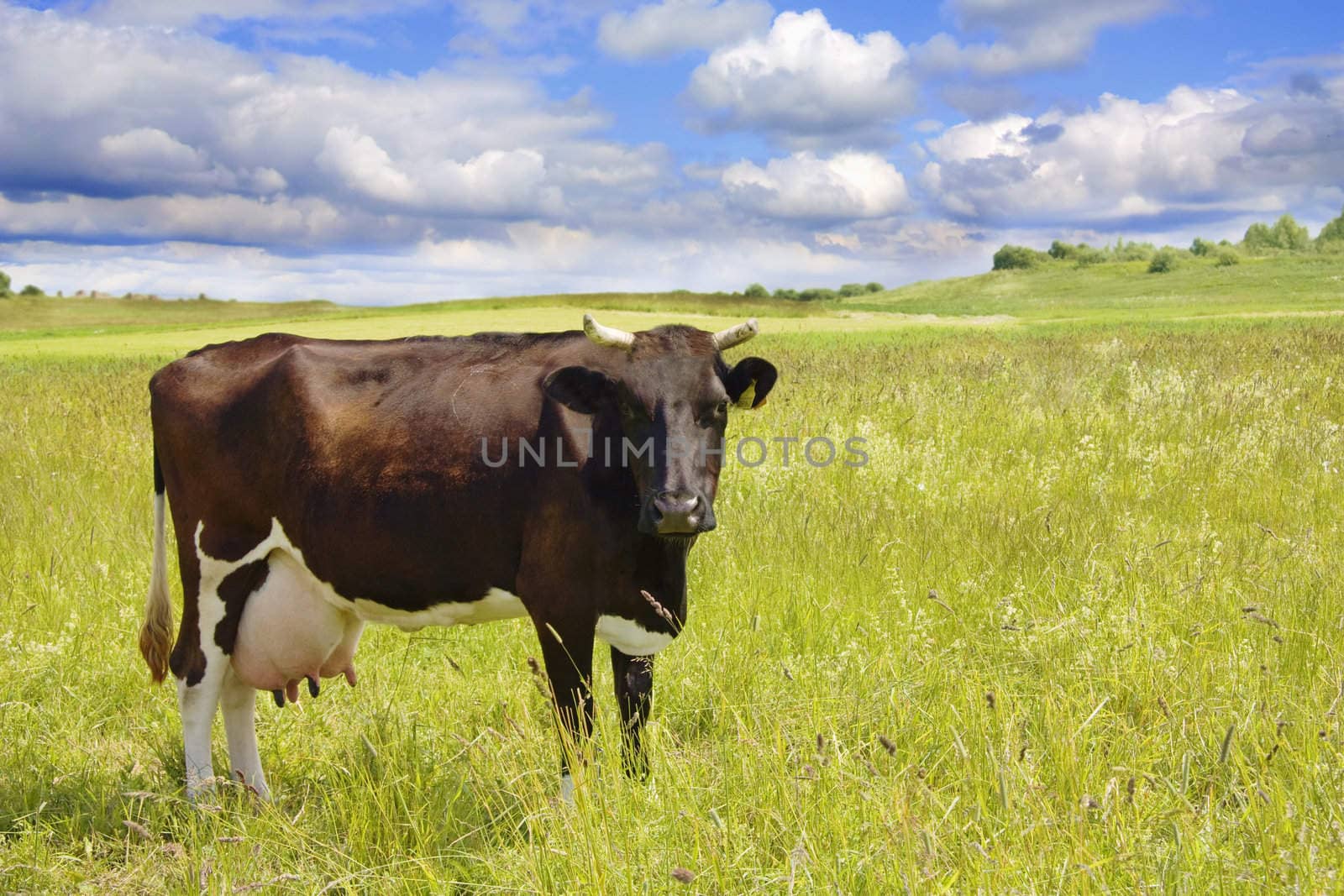 cow on the meadow