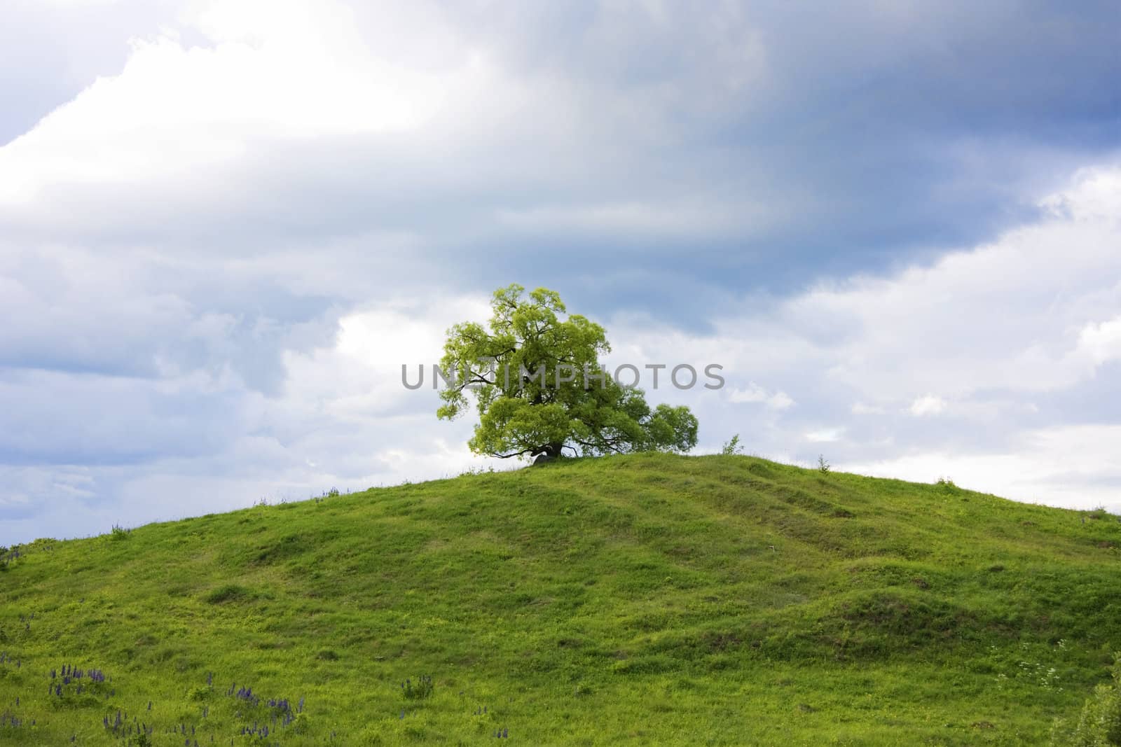 tree on a green hill