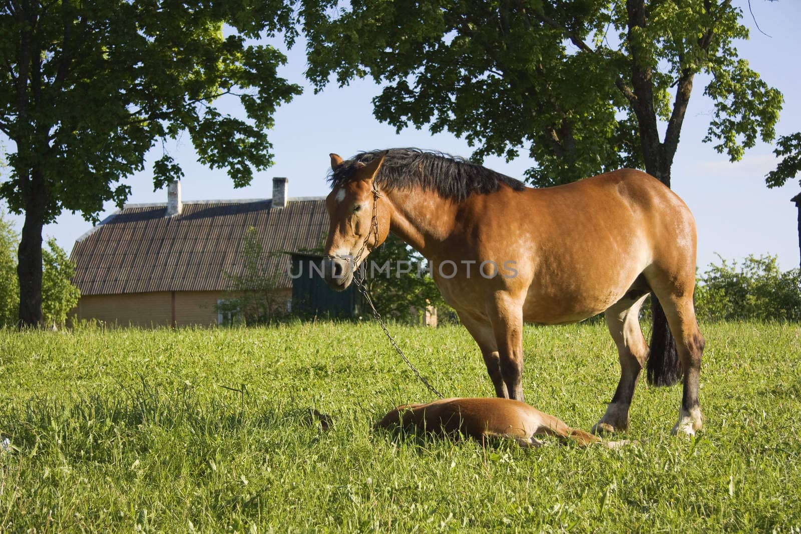 horse with a foal in a meadow by aleksaskv