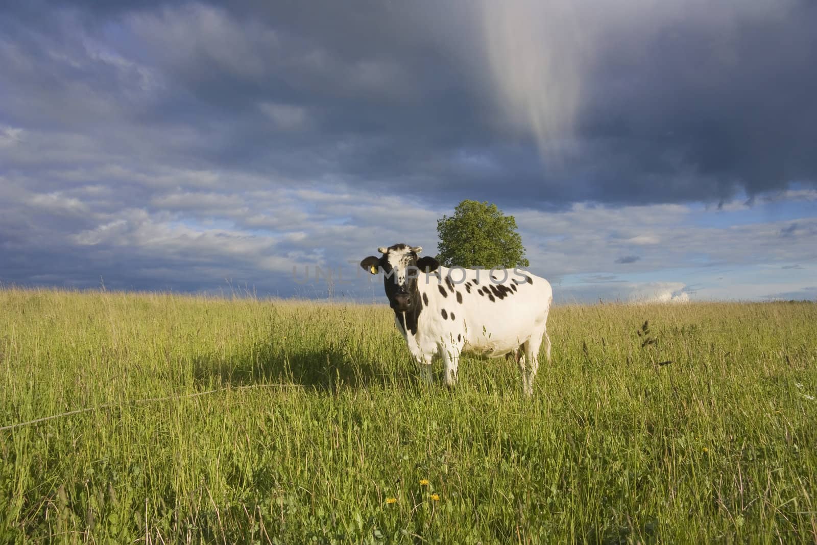 cow on the meadow