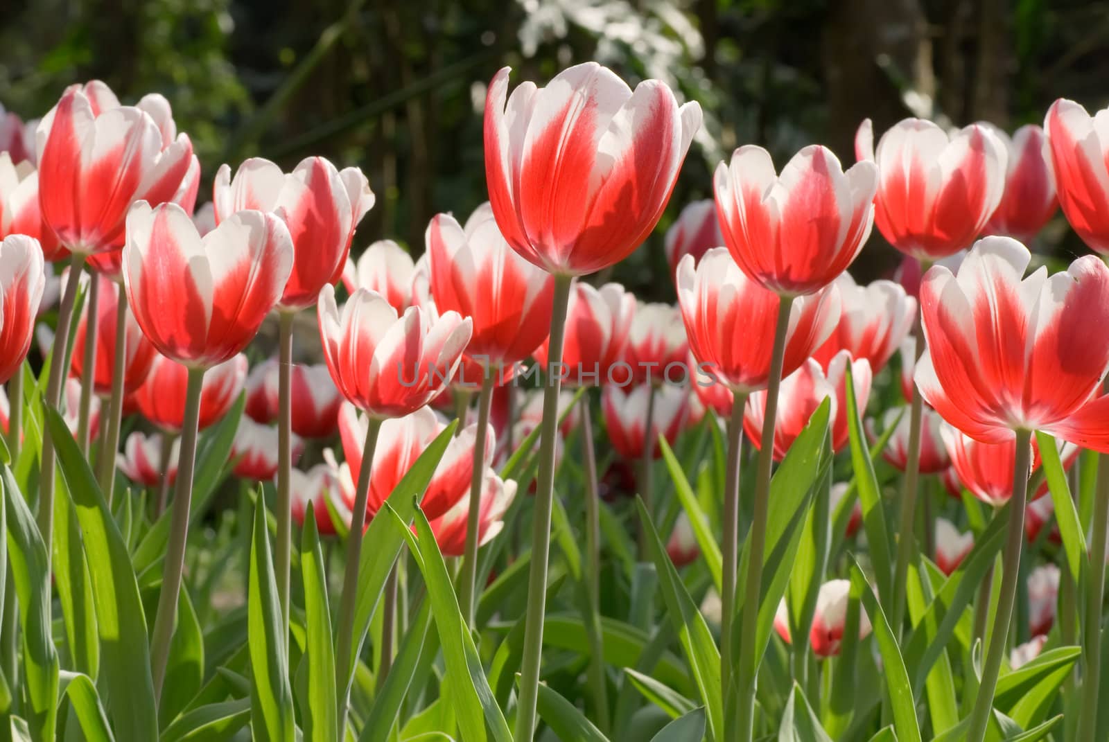Tulips in garden with red and green color.