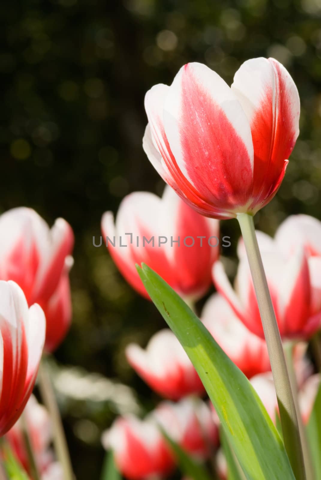 Beautiful red tulip in garden in spring.