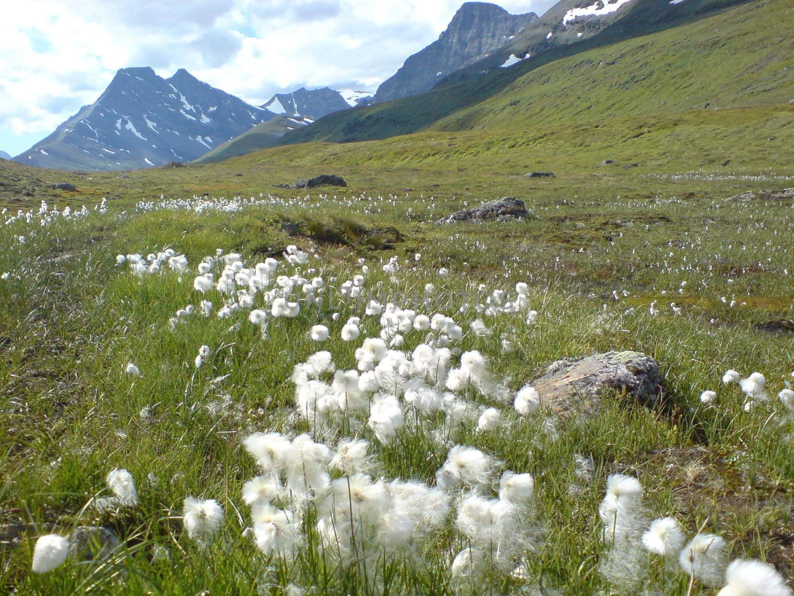 Mountains, Norway, summer, nature, flowers