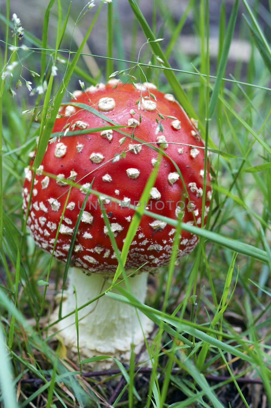 Detail of the fly poison amanita - poisonous mushroom