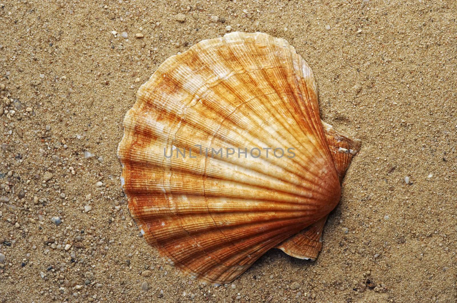 Detail of the sea shell on the sand