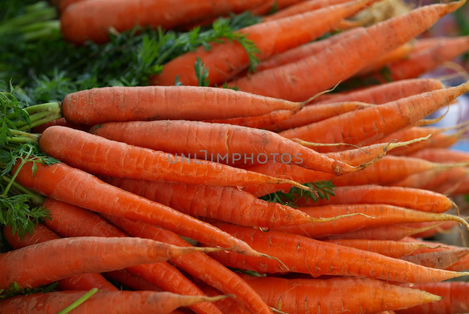 Carrots - 2 by Kamensky