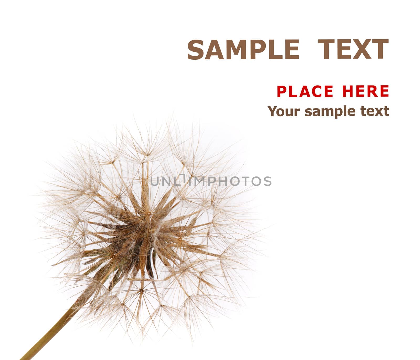 Close up of a dry dandelion on white background with place for your some text. 