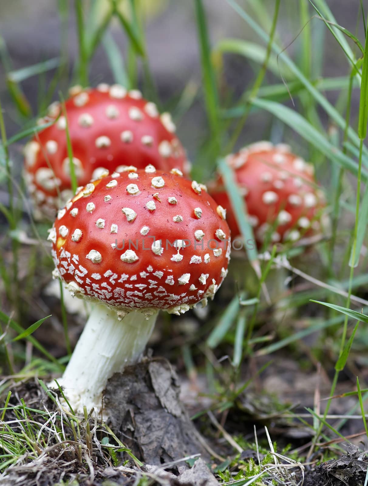 Detail of the fly poison amanita - poisonous mushroom