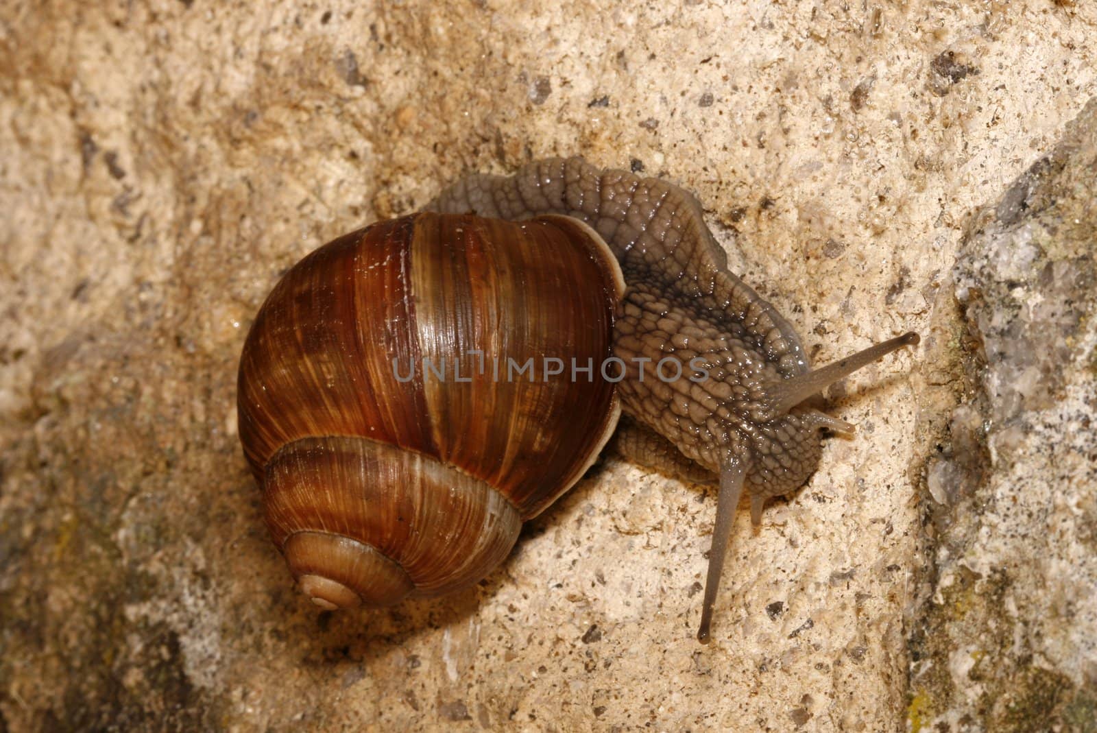 Helix pomatia by werg