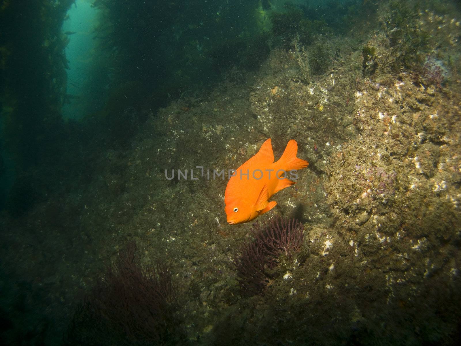 Garibaldi in Catalina's Underwater Park by KevinPanizza