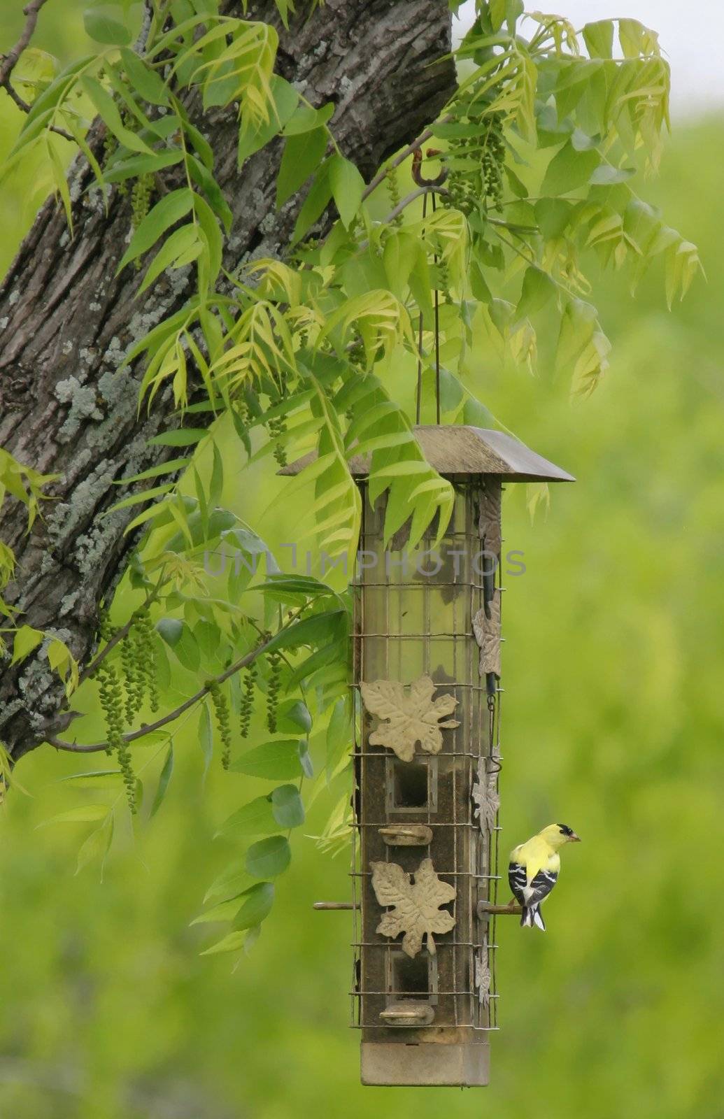 Yellow Bird sitting on a feeder by KevinPanizza