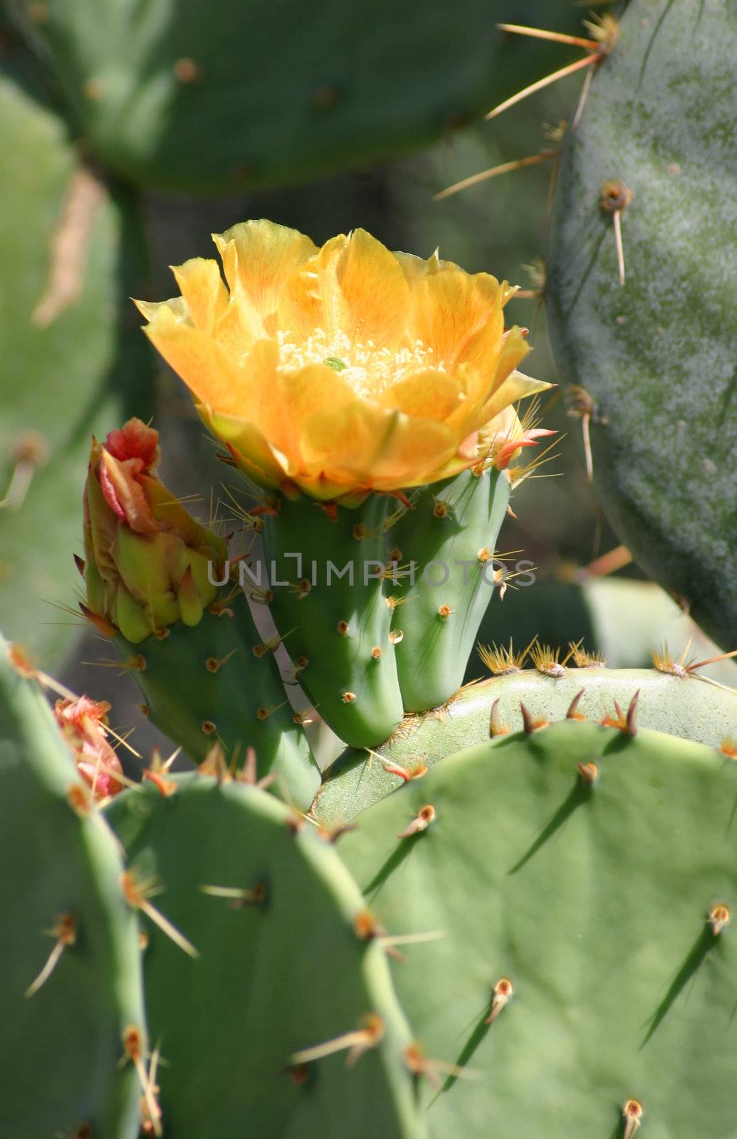 Green and Yellow Cactus Flower close up in the Desert