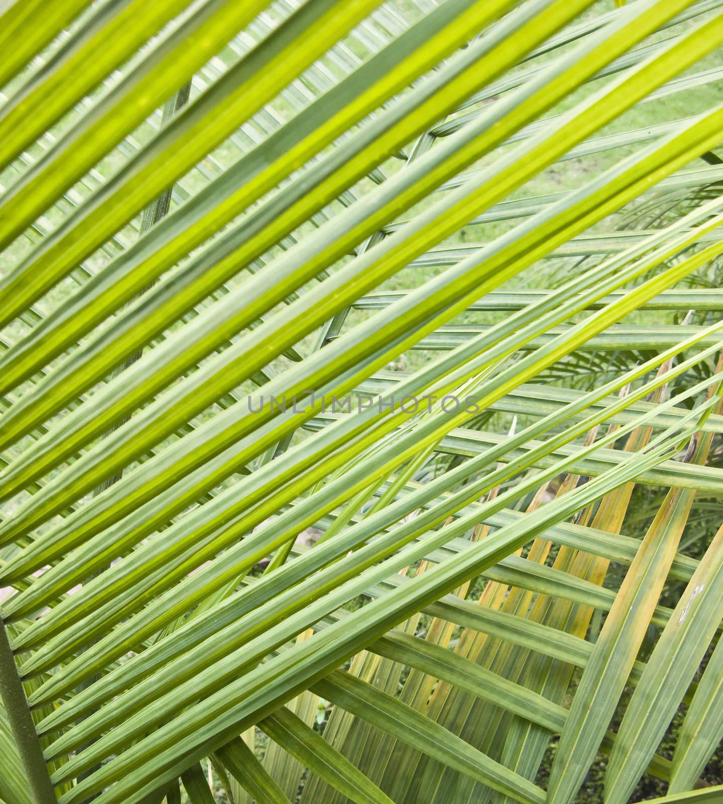 Close up shot of PalmTrees