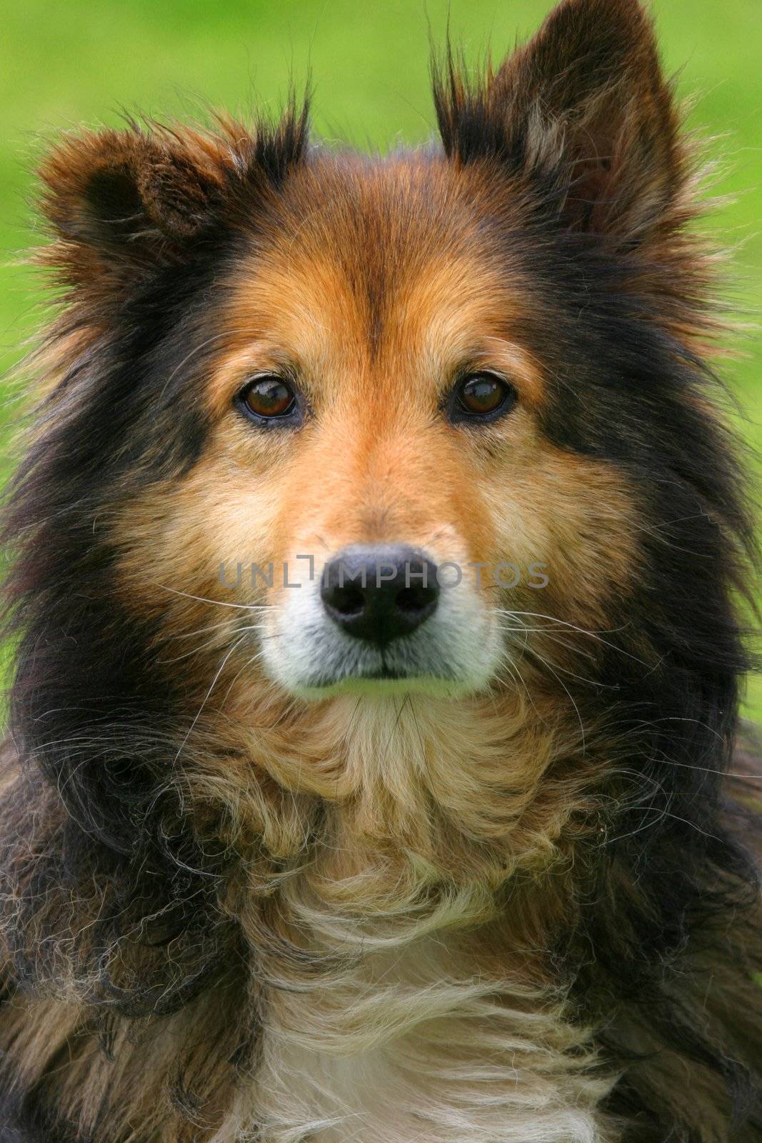 Collie looking directy into the camera's lens