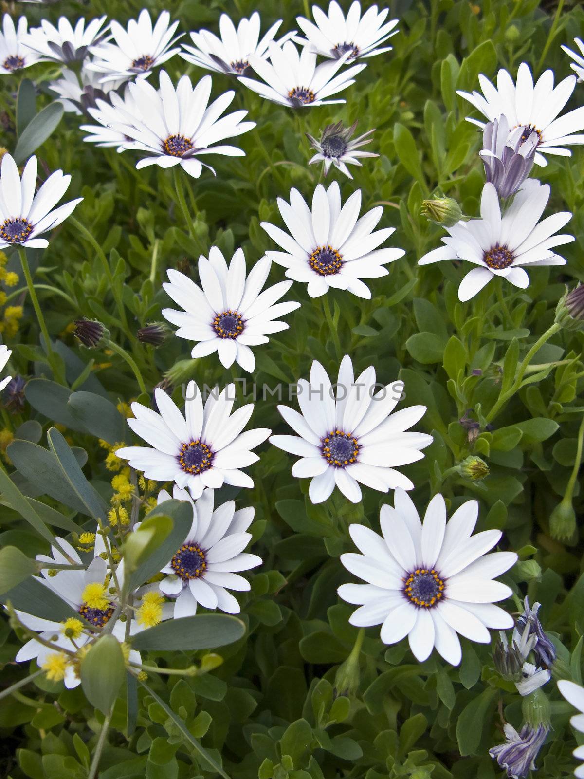 Colorful Daisies during Spring close up horizontal