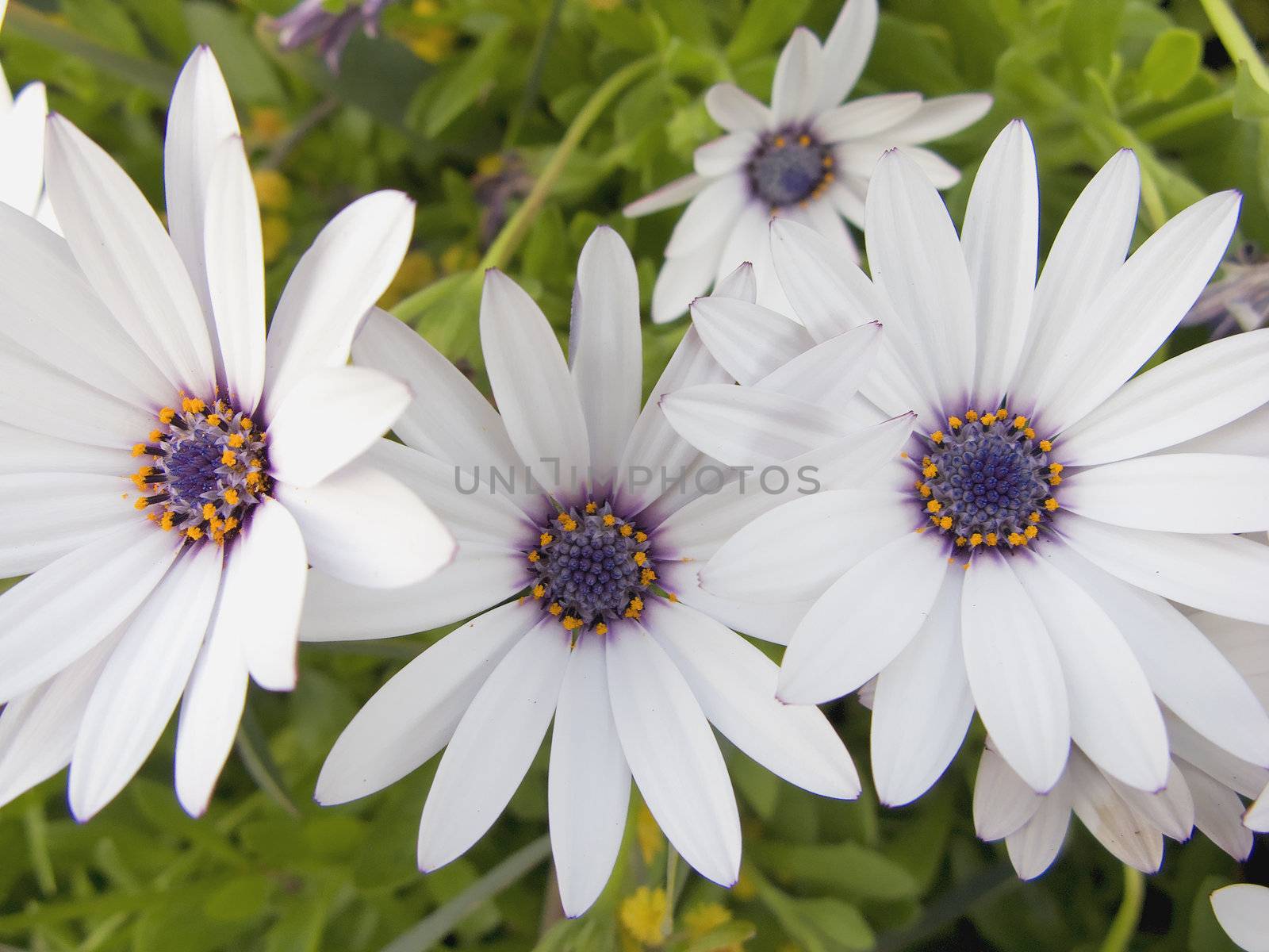 Daisies Horizontal by KevinPanizza