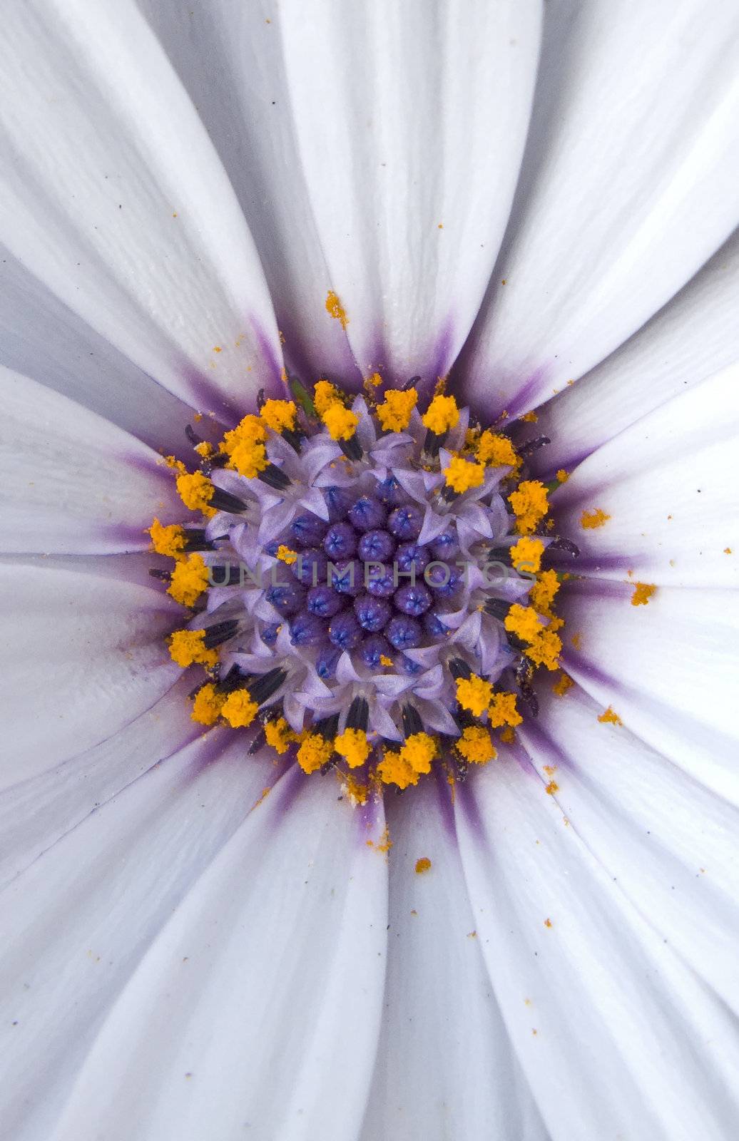 Fantasy Daisy shot of the center of the Flower