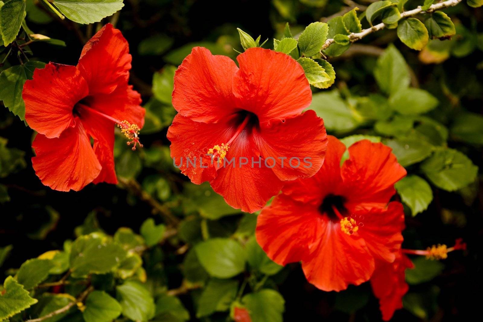 Red hibiscus flowers in a row horizontal orientation.
