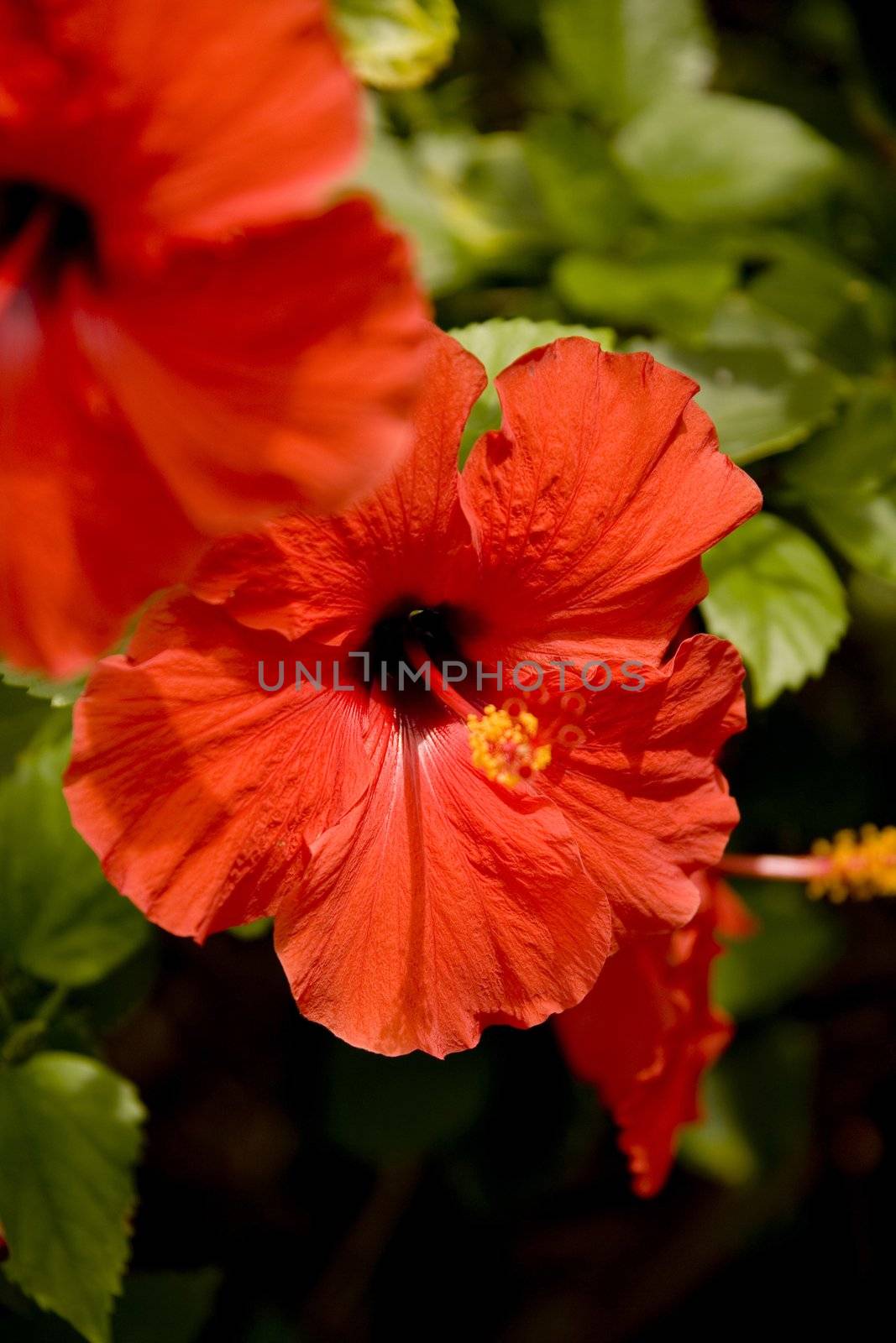 Red Hibiscus flowers with green leaves in the background