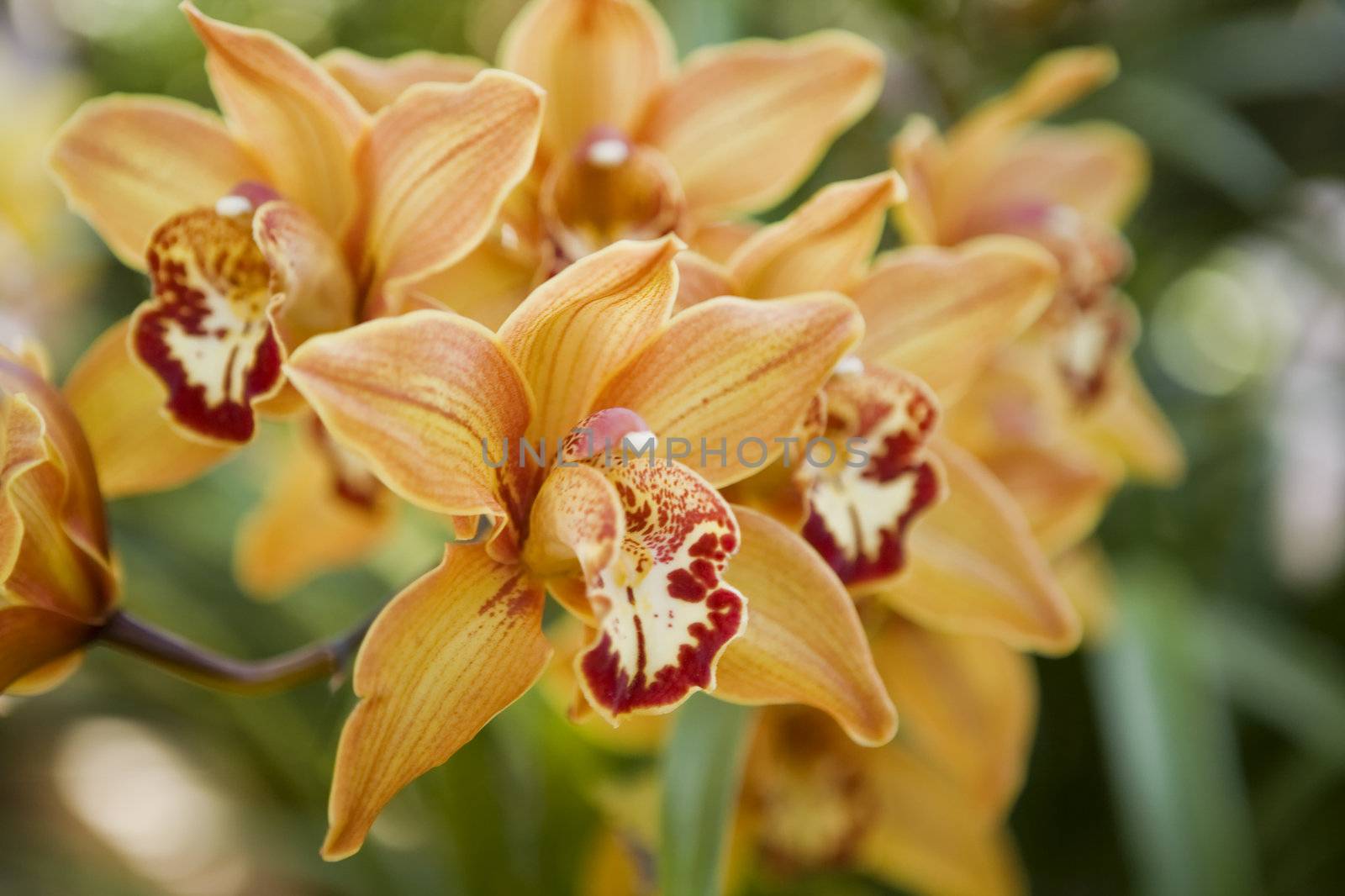 Beautiful Orange Orchids in a Bunch