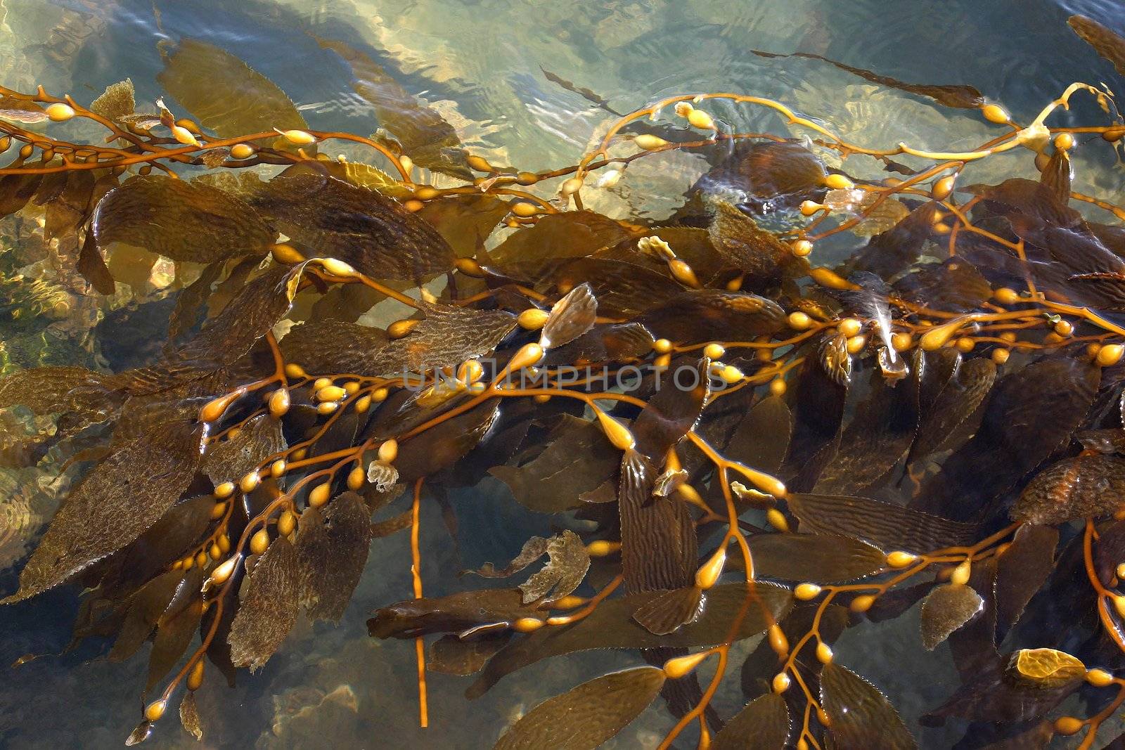 SeaWeed also known as Kelp floating in the water