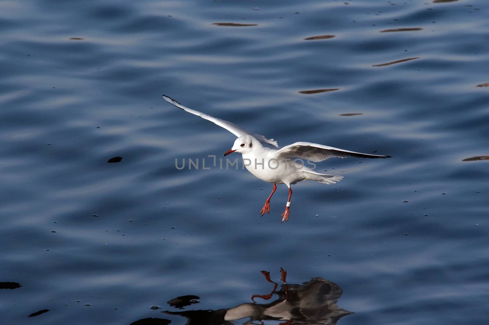flying gull - splashdown by Mibuch