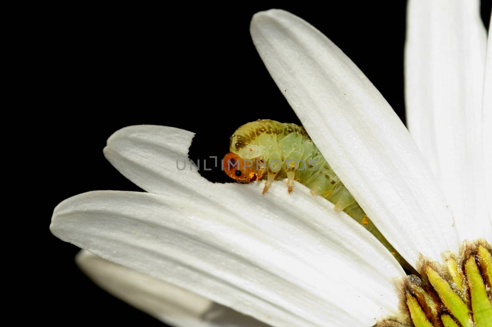 Macro - caterpillar eating the petals of daisy