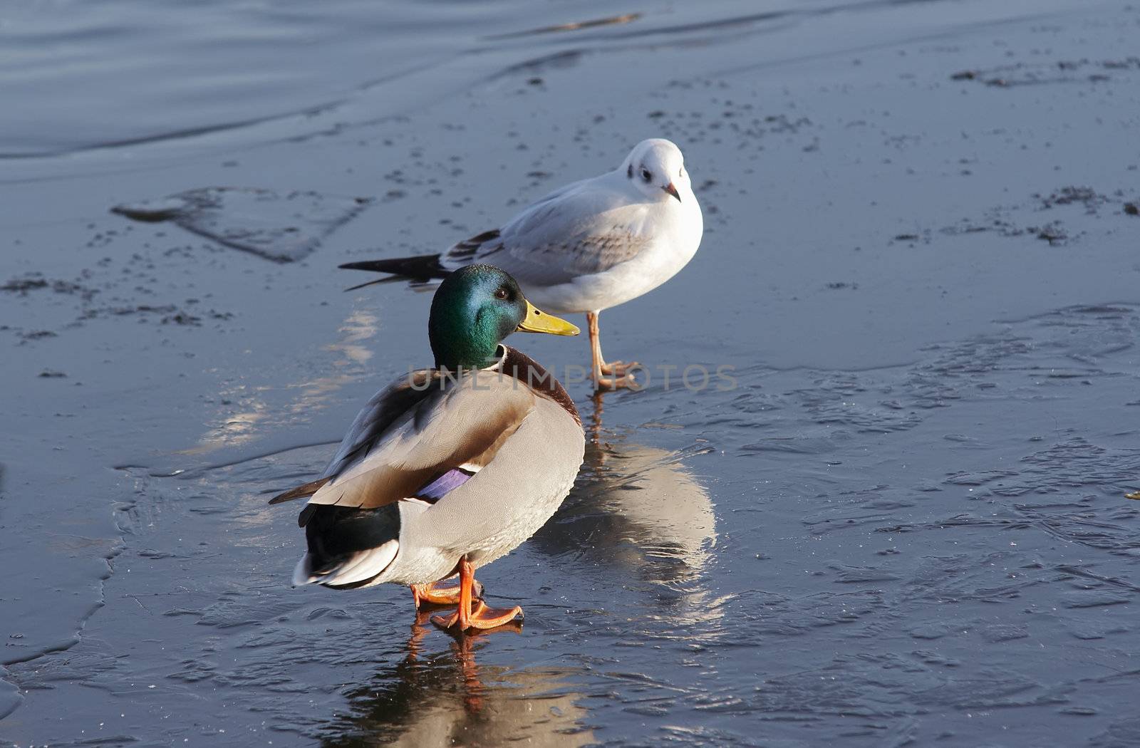 Shot of the duck and gull on the floe - ice-float