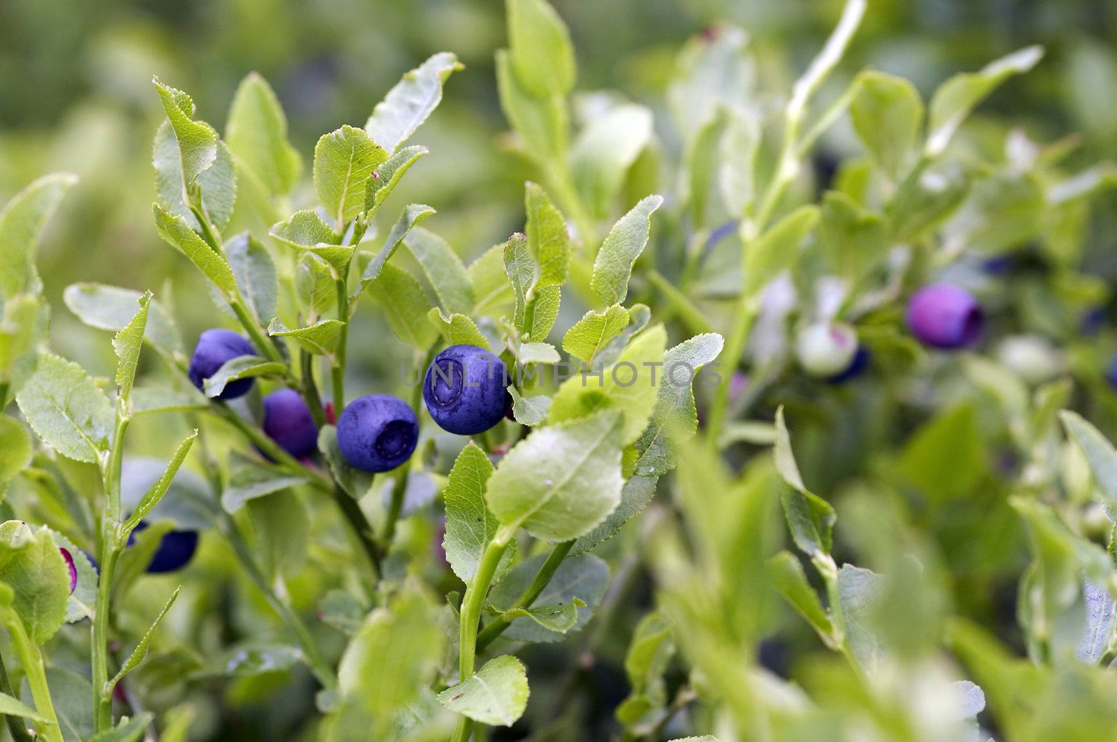 blueberry shrubs by Mibuch