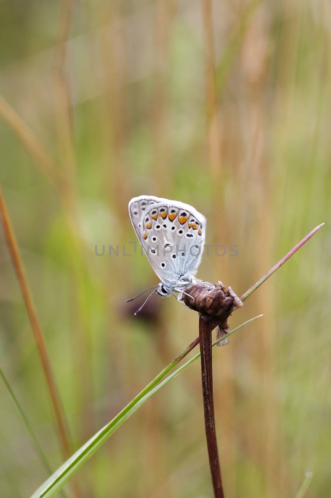 Detail (close-up) of the satyrid butterfly - meadow brown