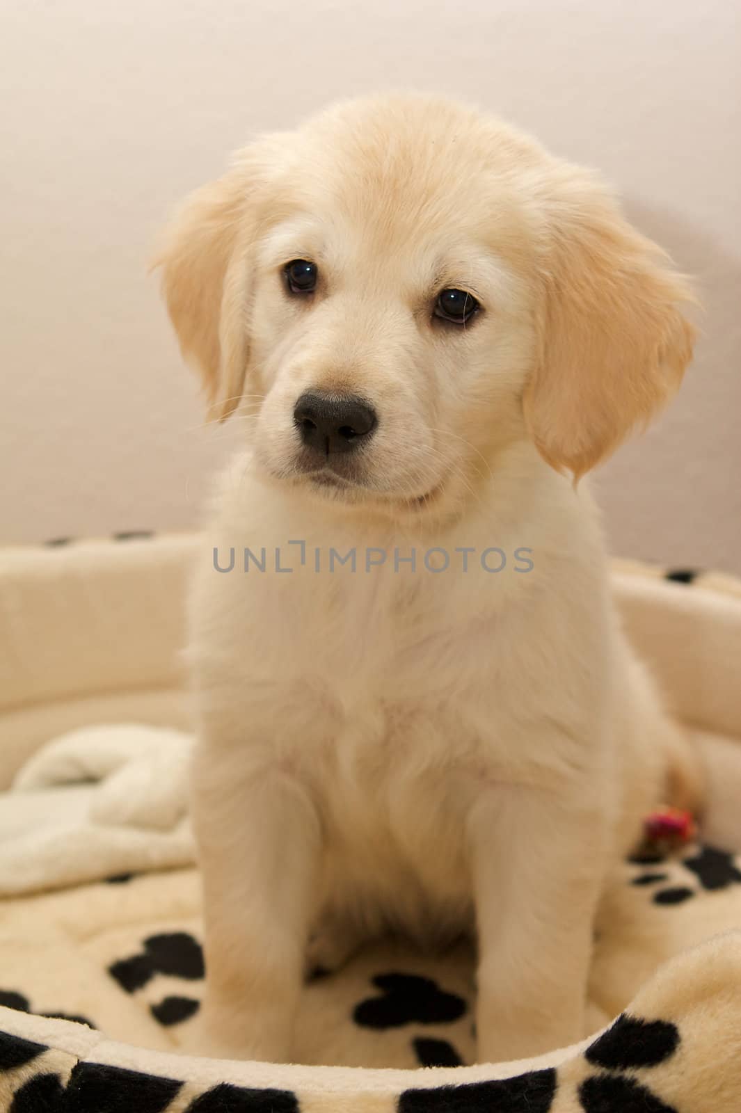 Golden Retriever puppy