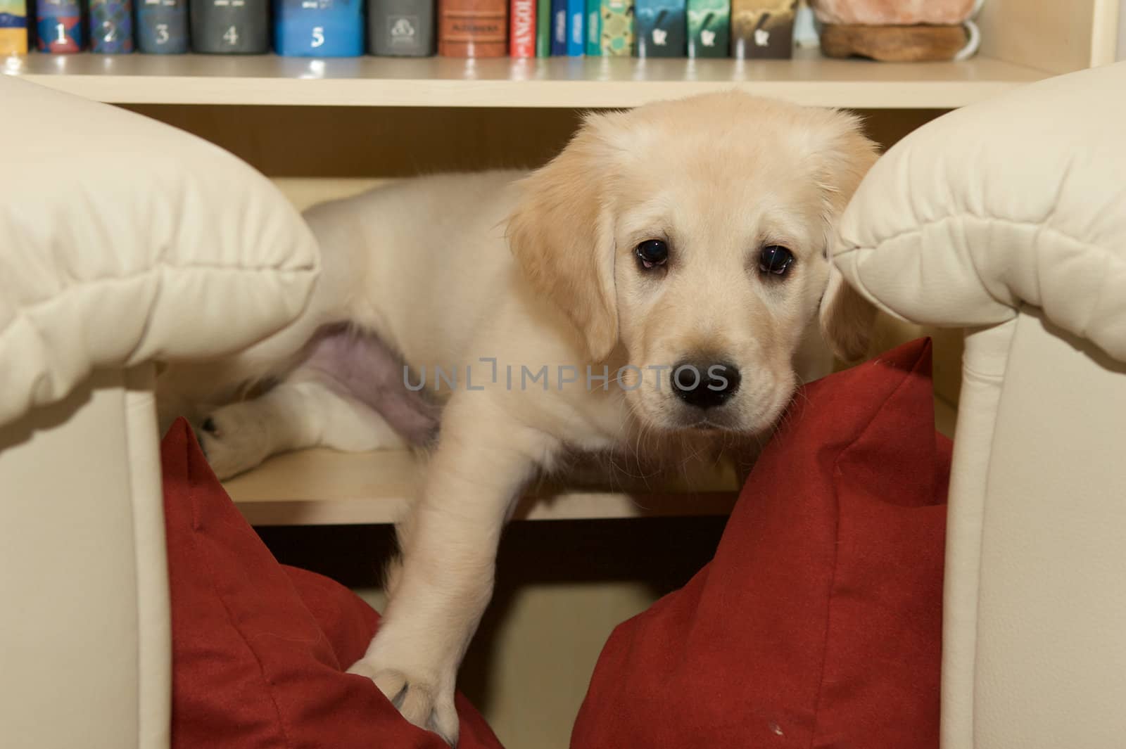 Golden Retriever puppy