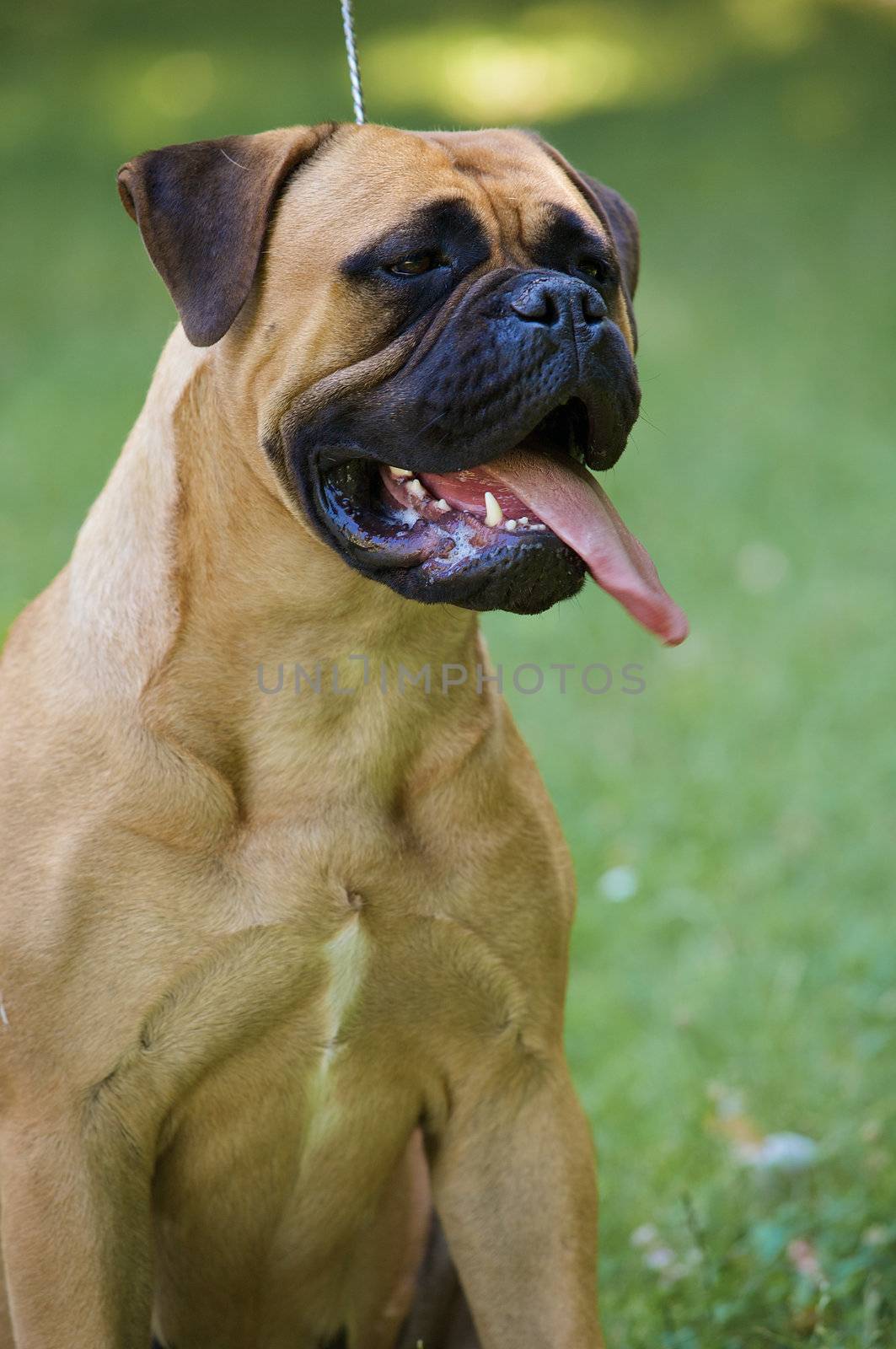 Bullmastiff dog