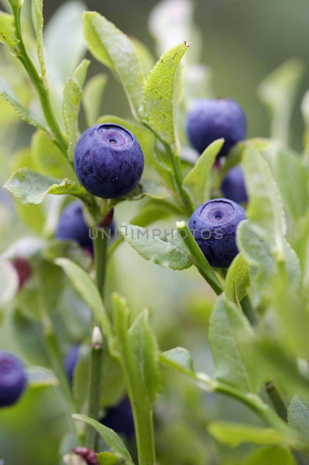 Close-up of the blueberry shrubs - forest product