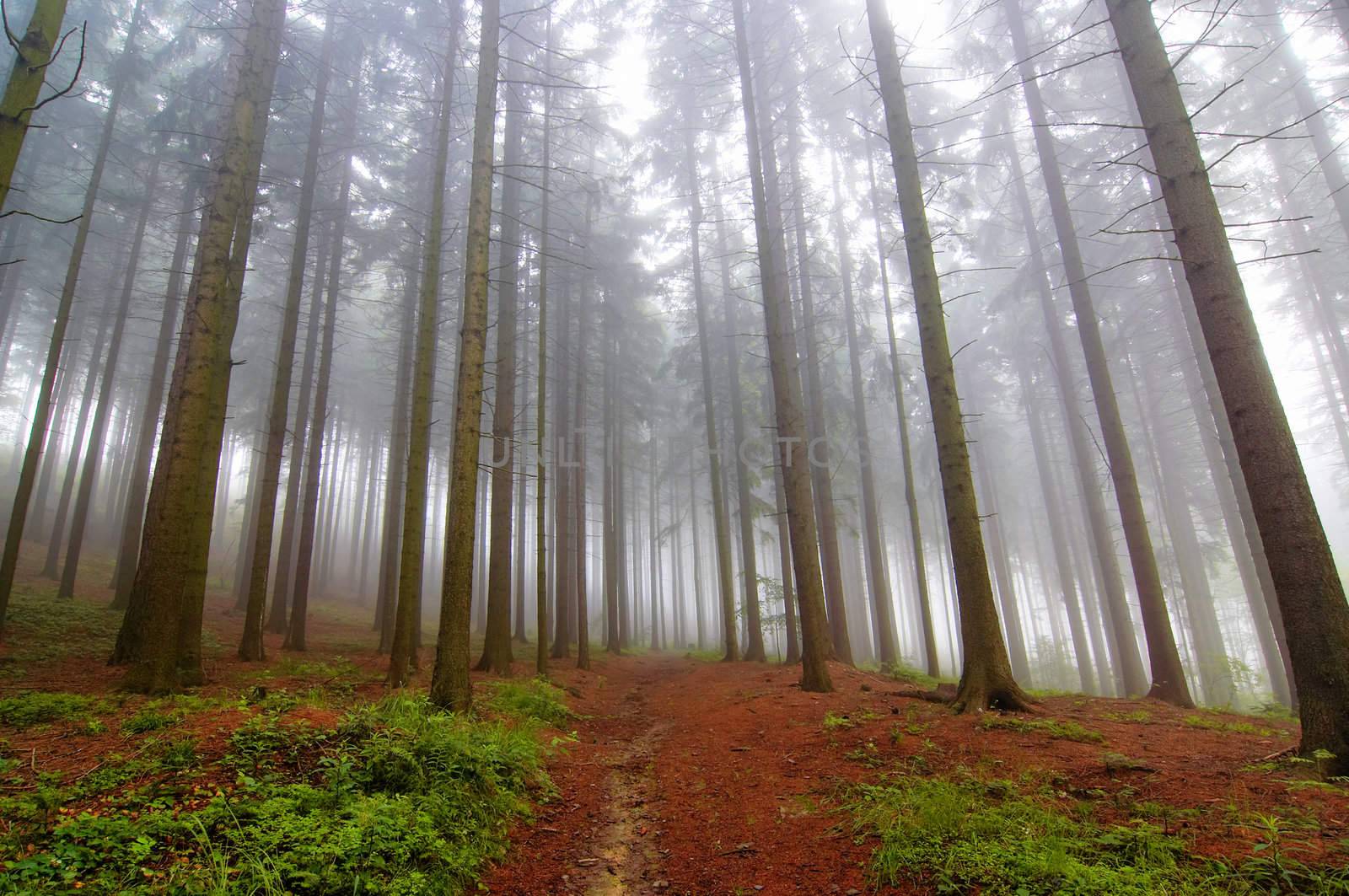 Image of the conifer forest early in the morning - early morning fog