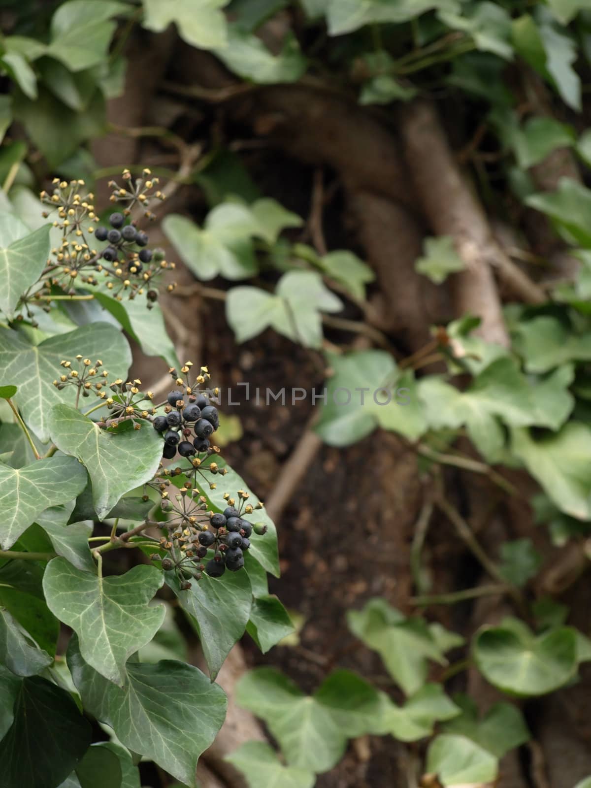 Mature ivy vine with spring time blooms, soft focus on background for text.