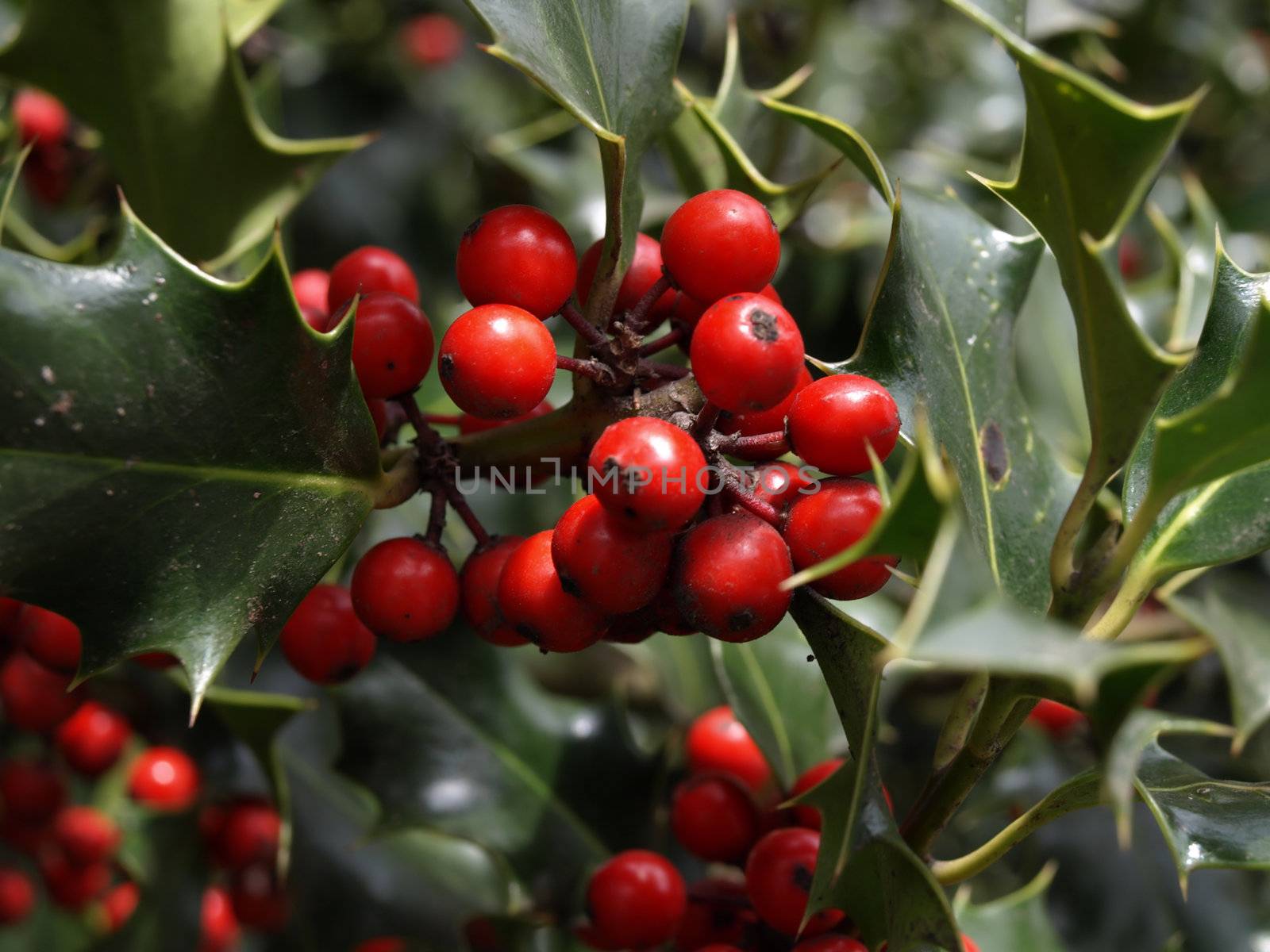 Beautiful red berries stand out vividly against the natural green of the holly leaves.