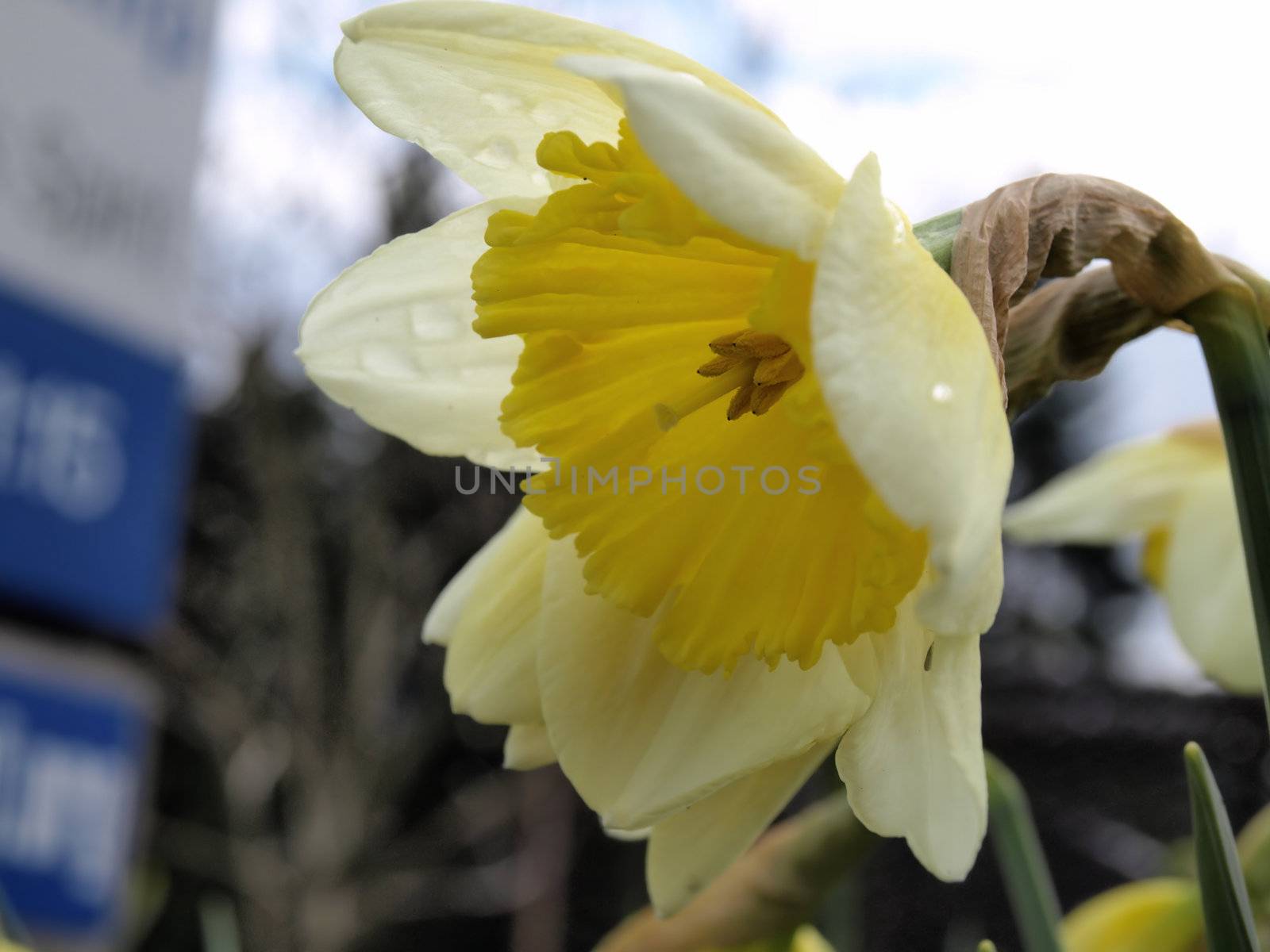 A yellow daffodil sags as raindrops gather on the petals. Urban exterior shot.