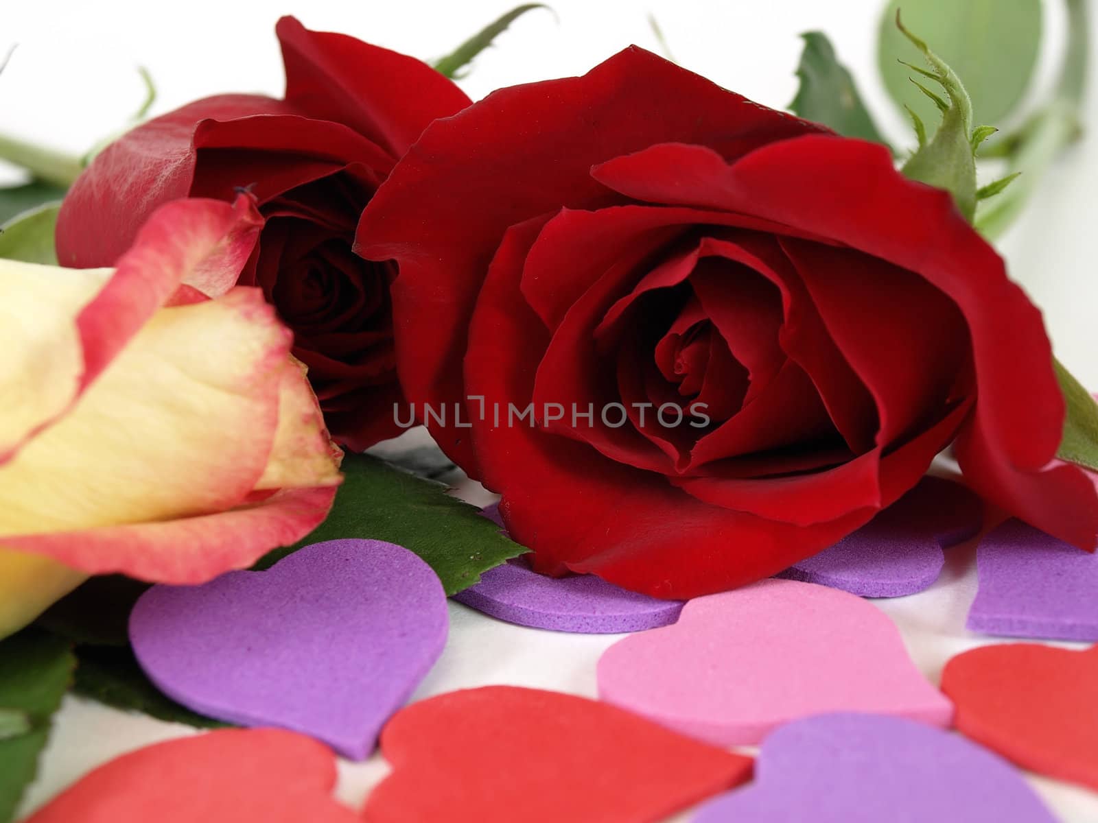 A white rose with red tips and two red roses among heart shapes. Over white.