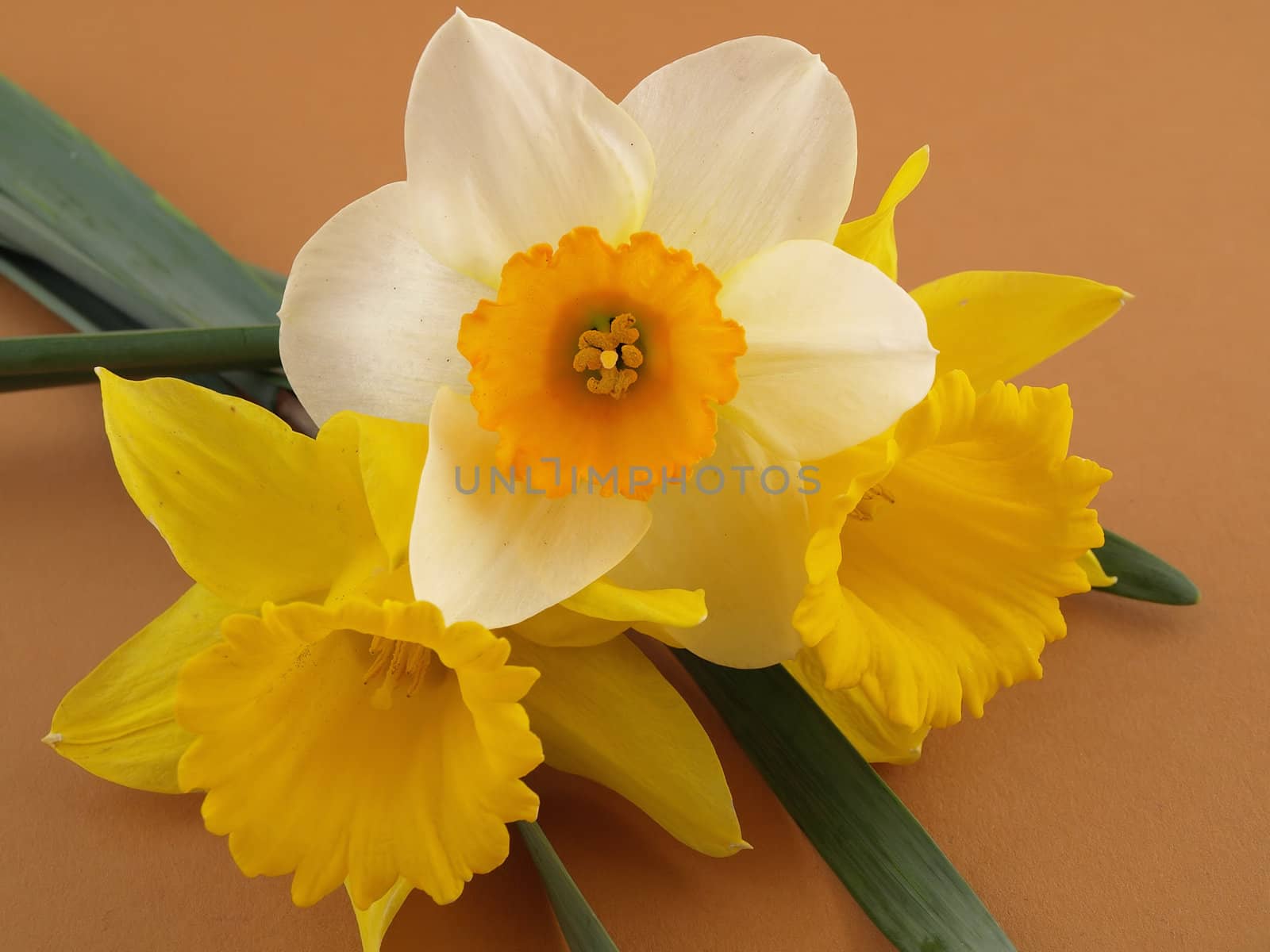 Beautiful yellow and white narcissus daffodils arranged over a brown background.