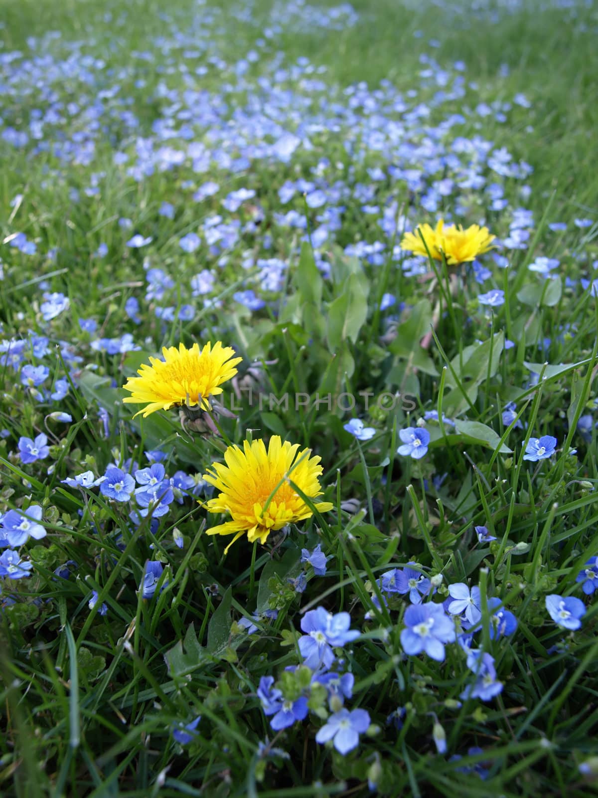 Dandelions and Forget Me Nots by RGebbiePhoto