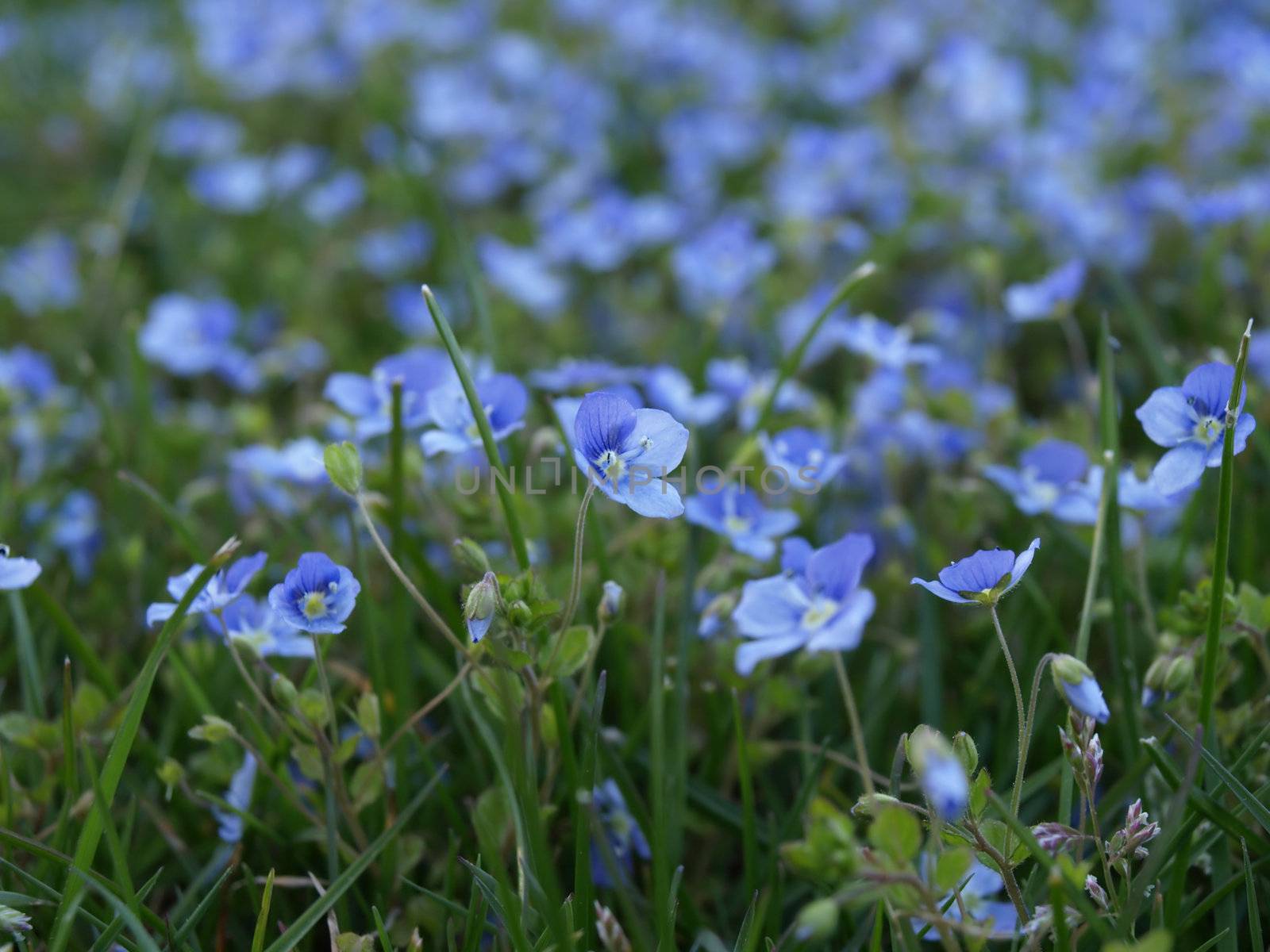 A field of blue Forget me nots and green grass