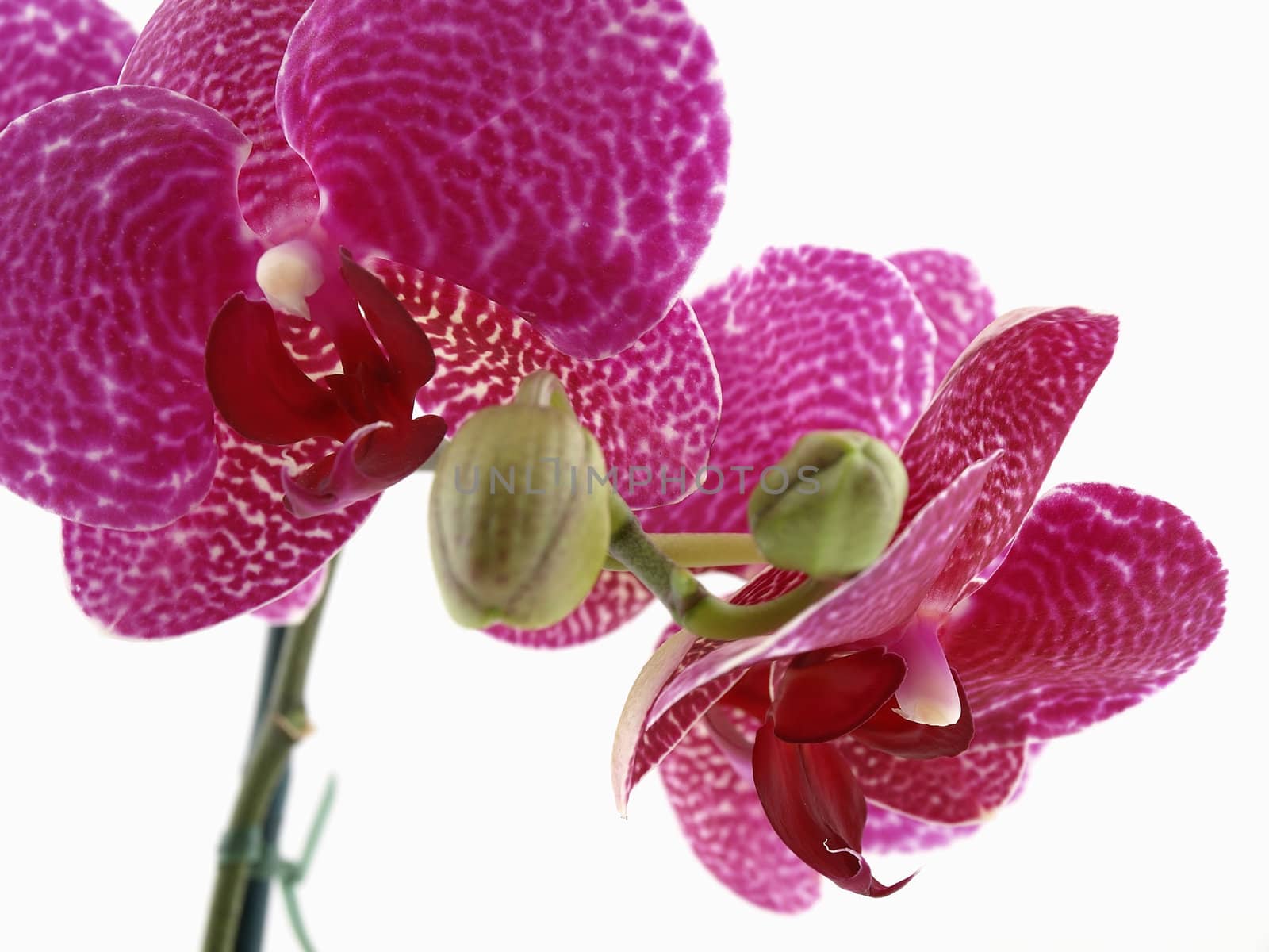 A beautiful blooming phalaenopsis orchid over a white background.