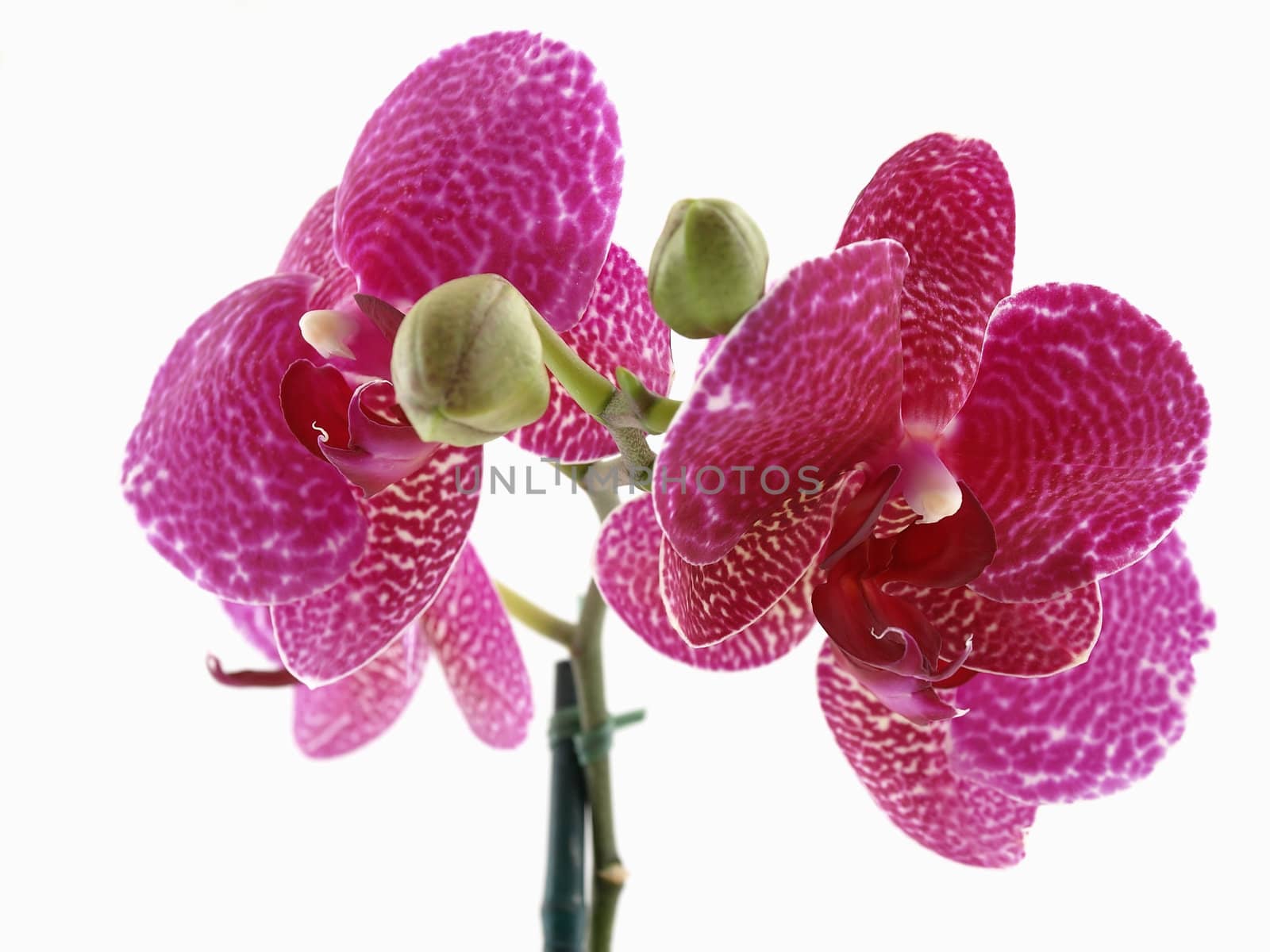 A beautiful blooming phalaenopsis orchid over a white background.