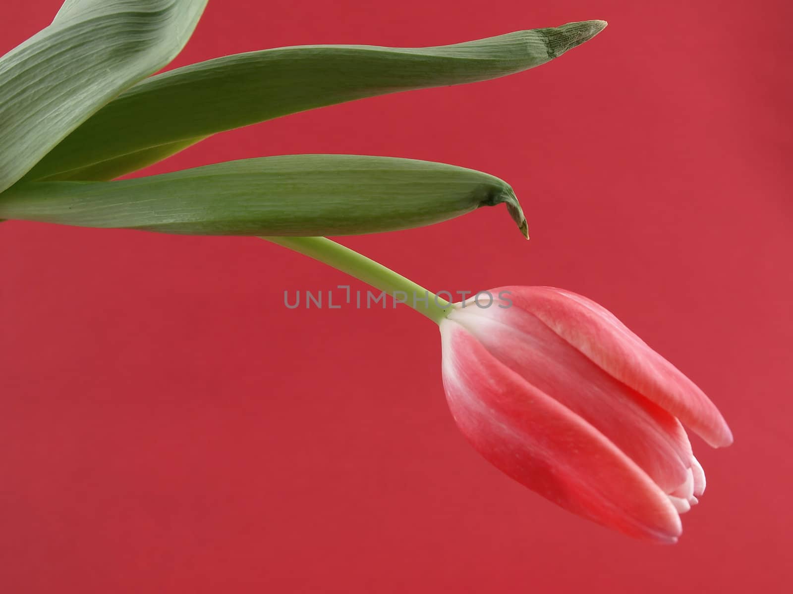 A single pink tulip over a red background