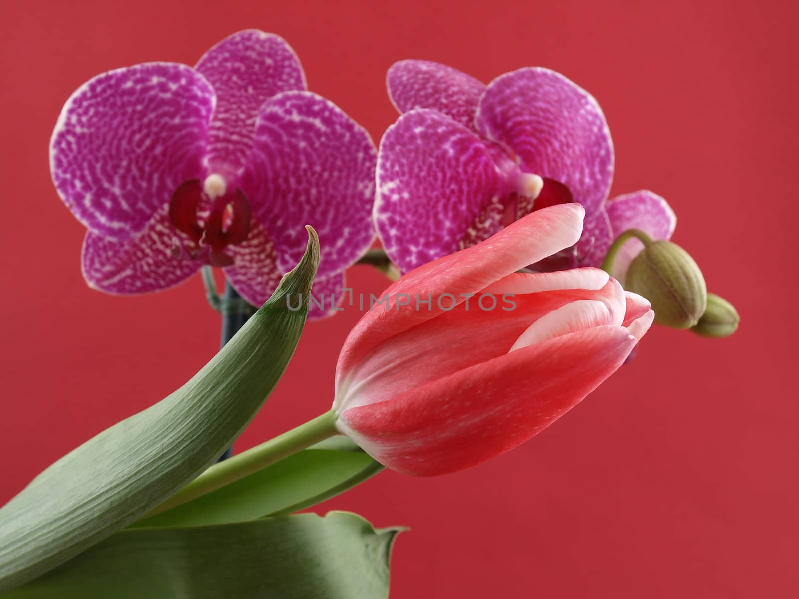 A beautiful pink tulip in front of purple orchid blooms contrasting over a red background.